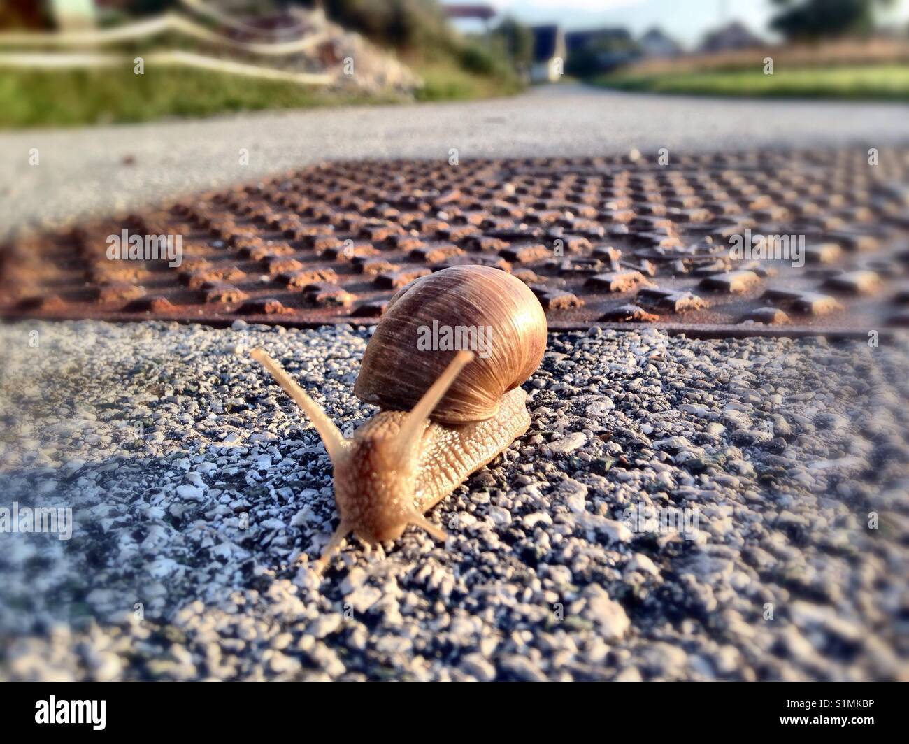 Escargot traverse la route Banque D'Images