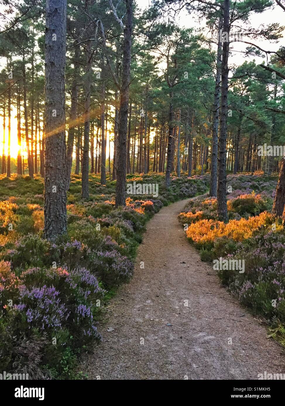 Chemin à travers la forêt à Nethy Bridge, l'Écosse lorsque le soleil se couche Banque D'Images