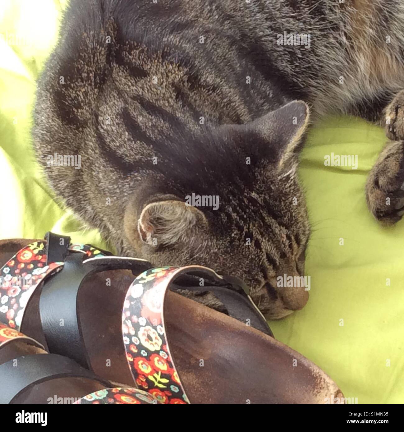 Sleepy chat domestique la sieste à côté de sandales femme Banque D'Images