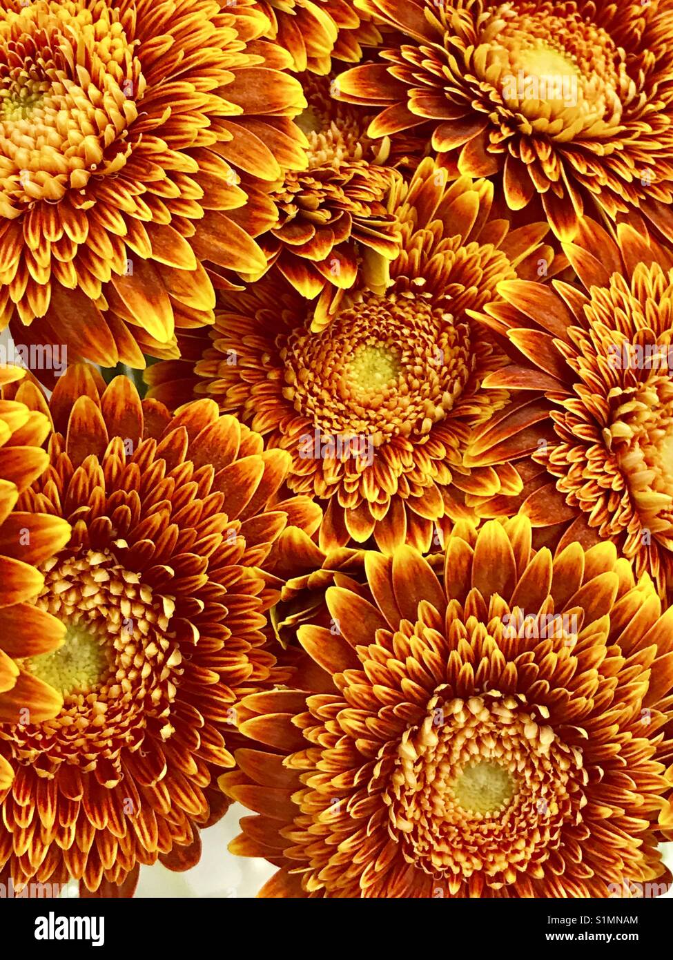 Des fleurs orange. - Image de stock capturée avec un smartphone