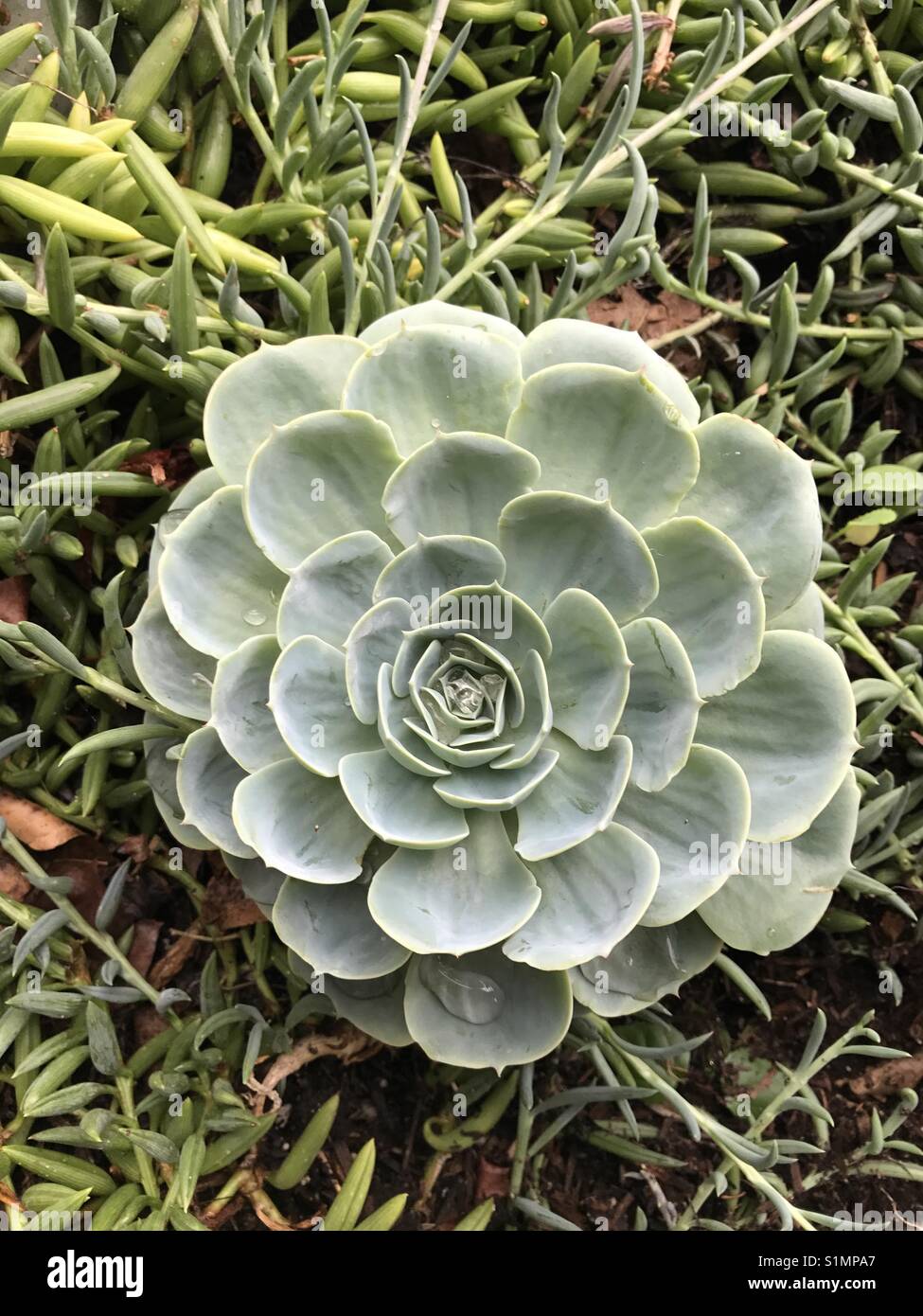 Succulentes fleurs rond vert Banque D'Images