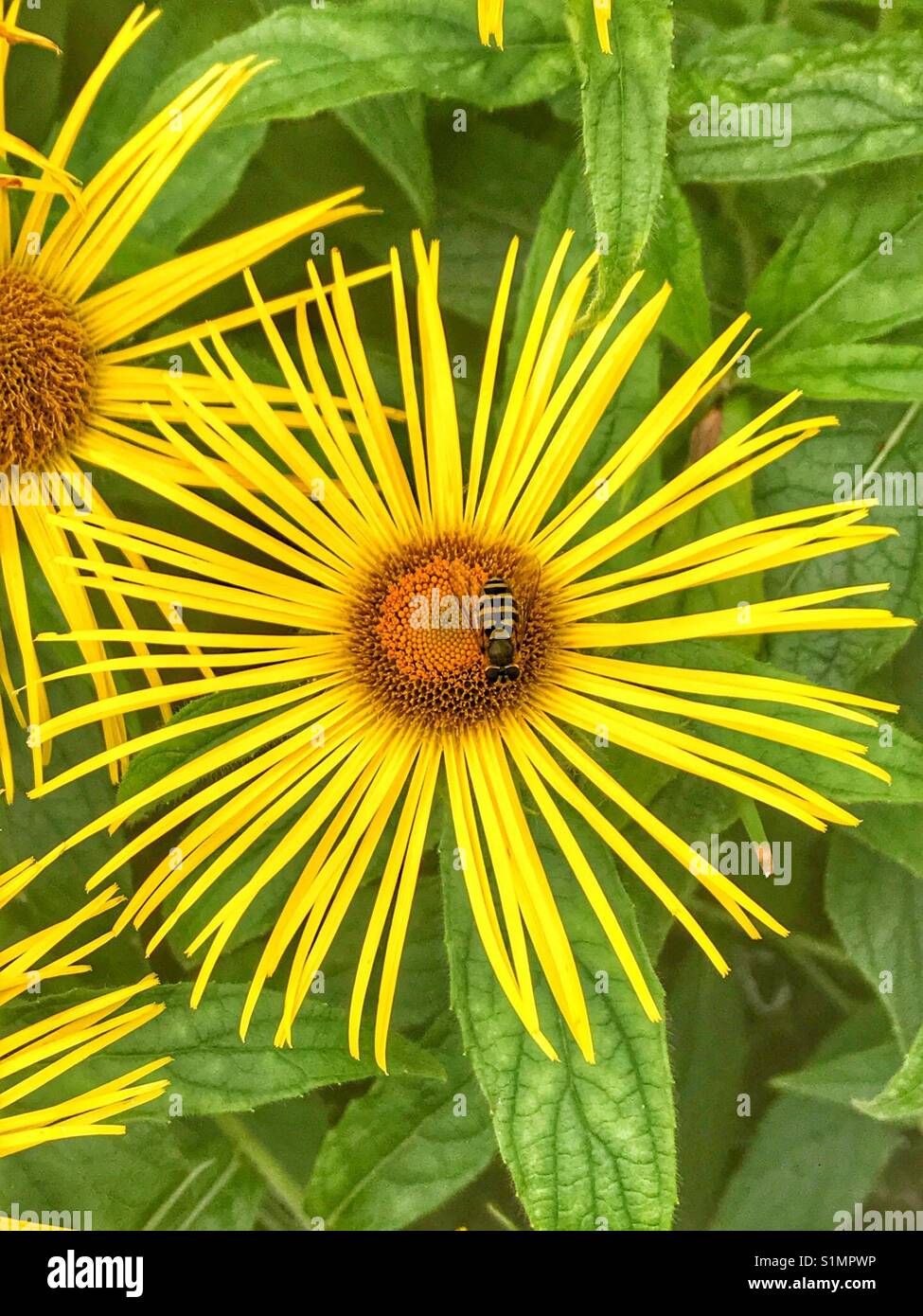 Belle grande fleur d'Inula hookeri daisy avec hover fly butiner - Image de stock capturée avec un smartphone Belle grande fleur d'Inula hookeri daisy avec hover fly butiner - Image de stock capturée avec un smartphone