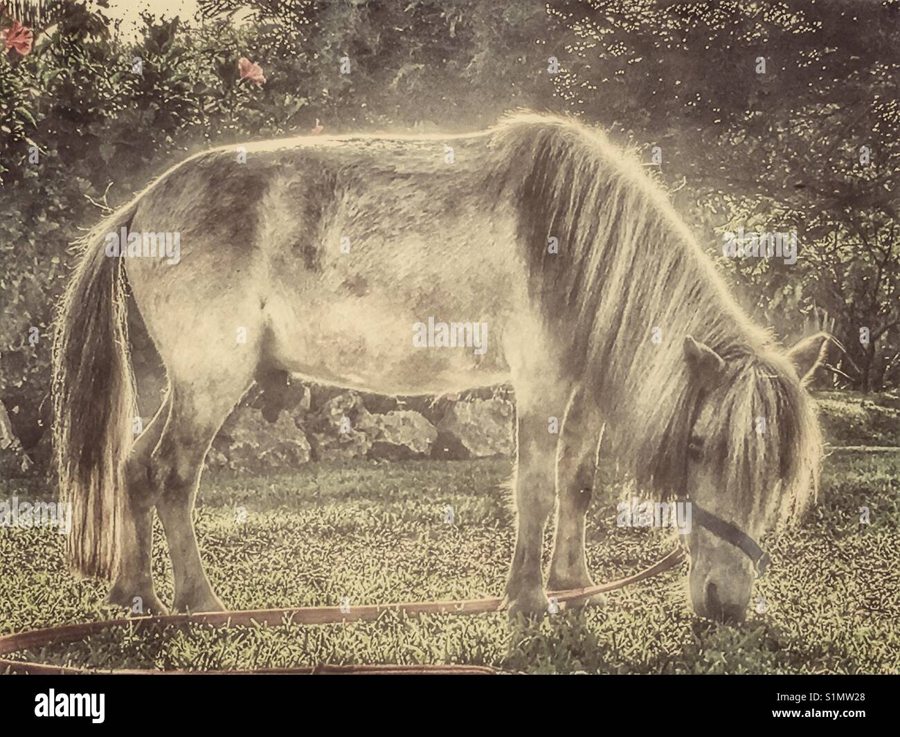 Falabella cheval miniature, le pâturage sur la pelouse Banque D'Images