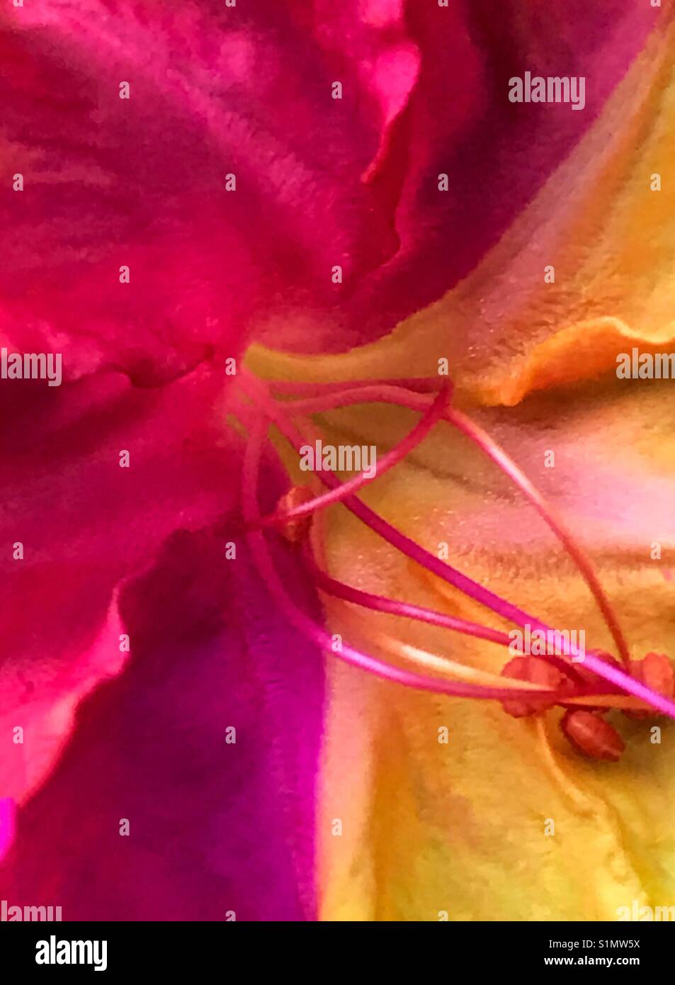 Bi-couleur 4 heures macro, fleur rose rouge et jaune, Mirabilis jalapa - Image de stock capturée avec un smartphone