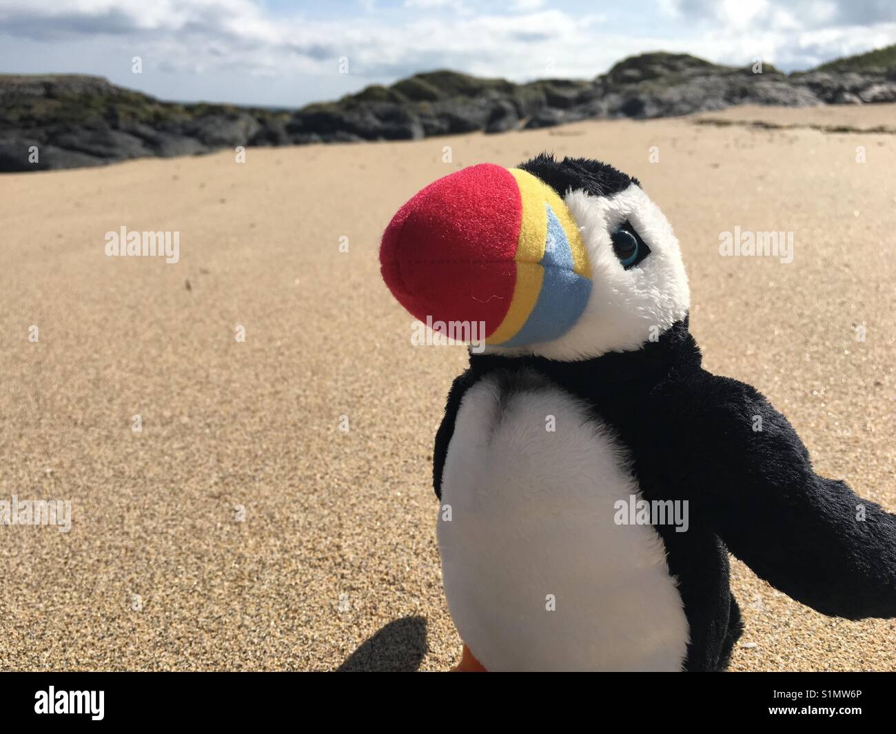 Puffin jouet sur la plage de sable de l'île de Farne intérieure, Northumberland, Angleterre - Image de stock capturée avec un smartphone