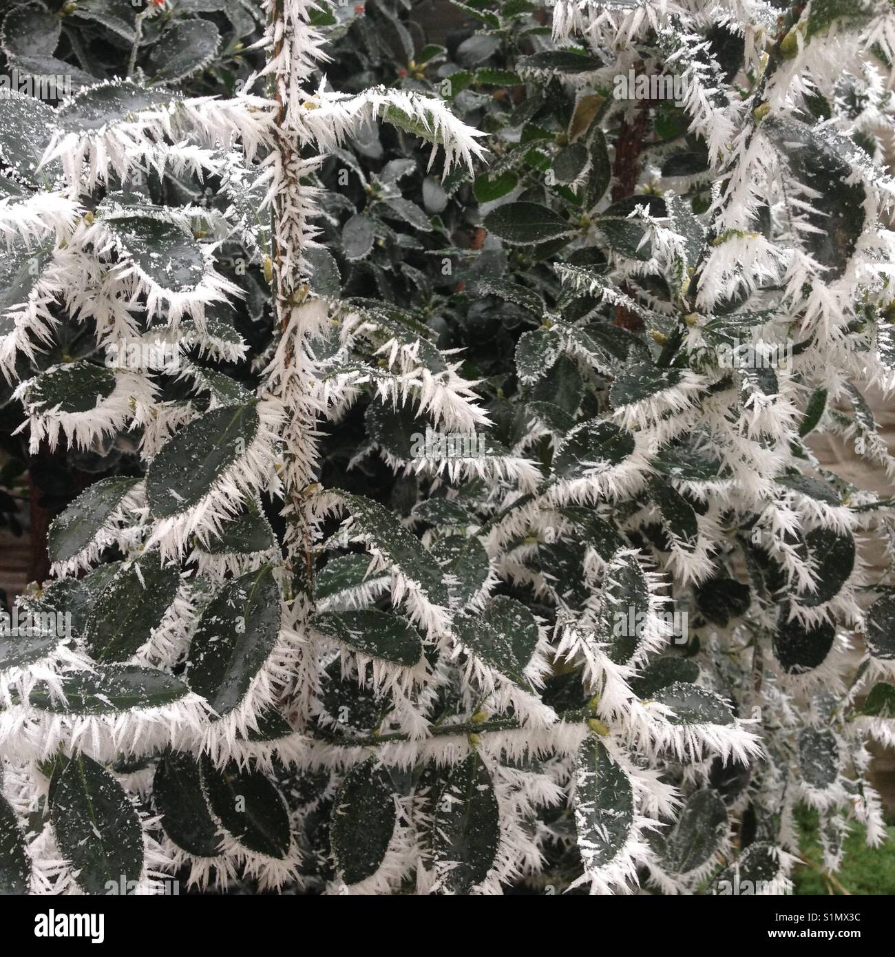 Jardin d'hiver, Slovaquie Banque D'Images