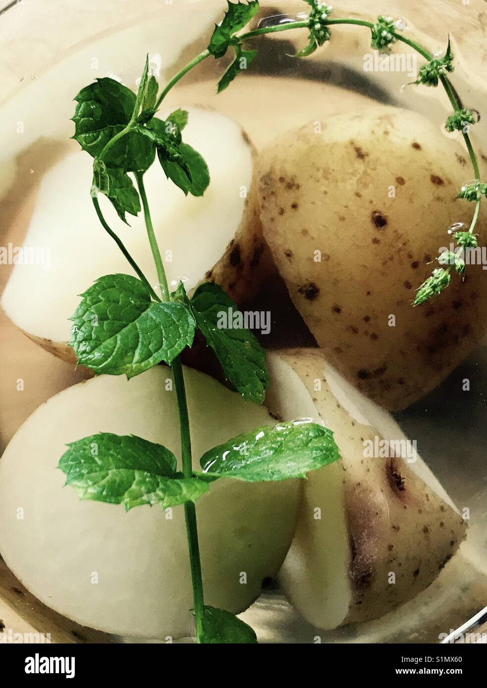 Cornish de pommes de terre nouvelles la cuisson dans l'eau salée de la mer et de menthe fraîche dans un bol en verre la cuisson au micro-ondes. - Image de stock capturée avec un smartphone