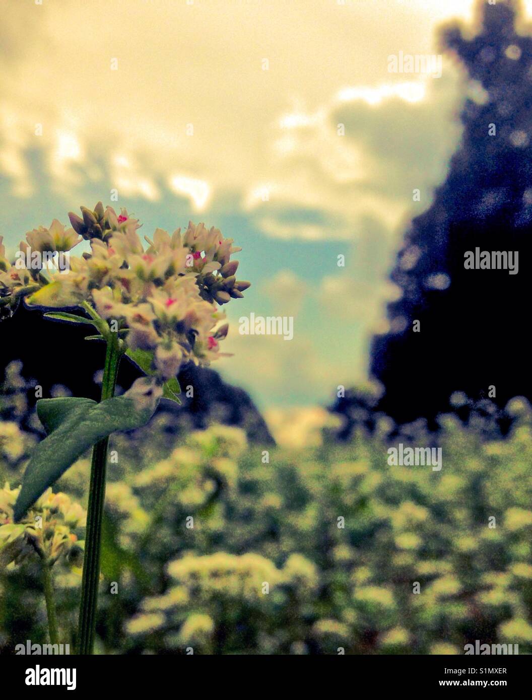 Le sarrasin meadow en Caroline du Nord - Image de stock capturée avec un smartphone