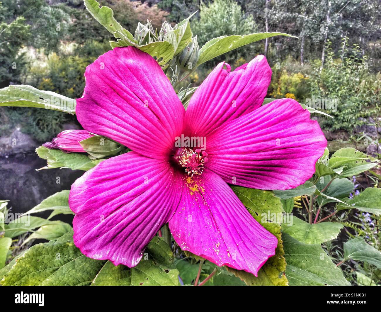 Fleur rose vif. - Image de stock capturée avec un smartphone