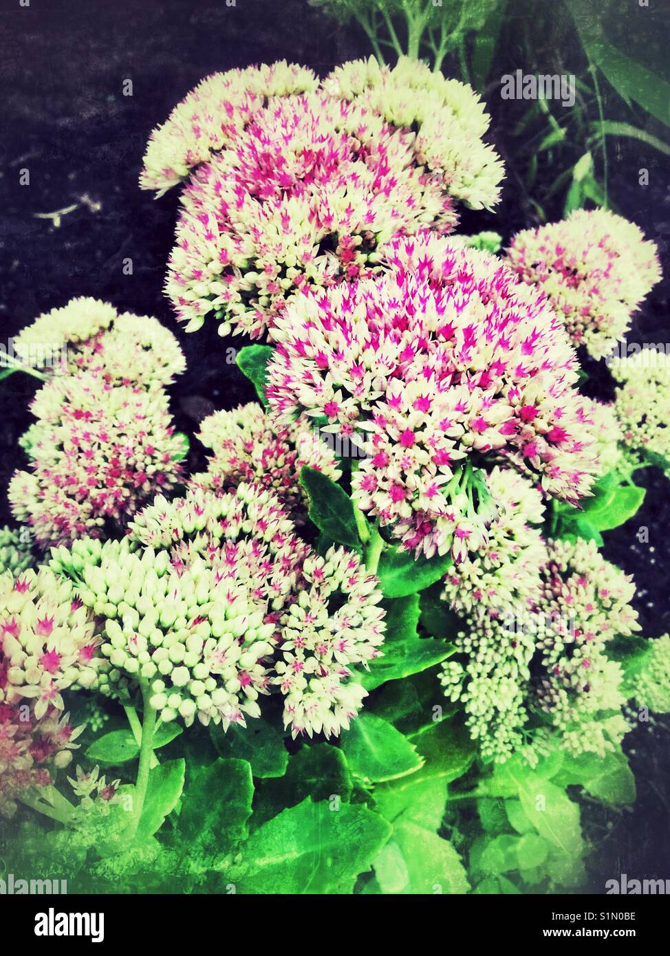 Beau bouquet de fleurs dans un jardin. - Image de stock capturée avec un smartphone
