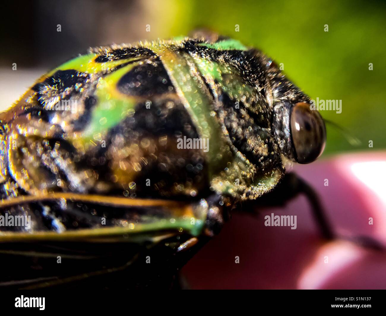 Cigadas tête: Macro. Grotesque. Coloré Banque D'Images