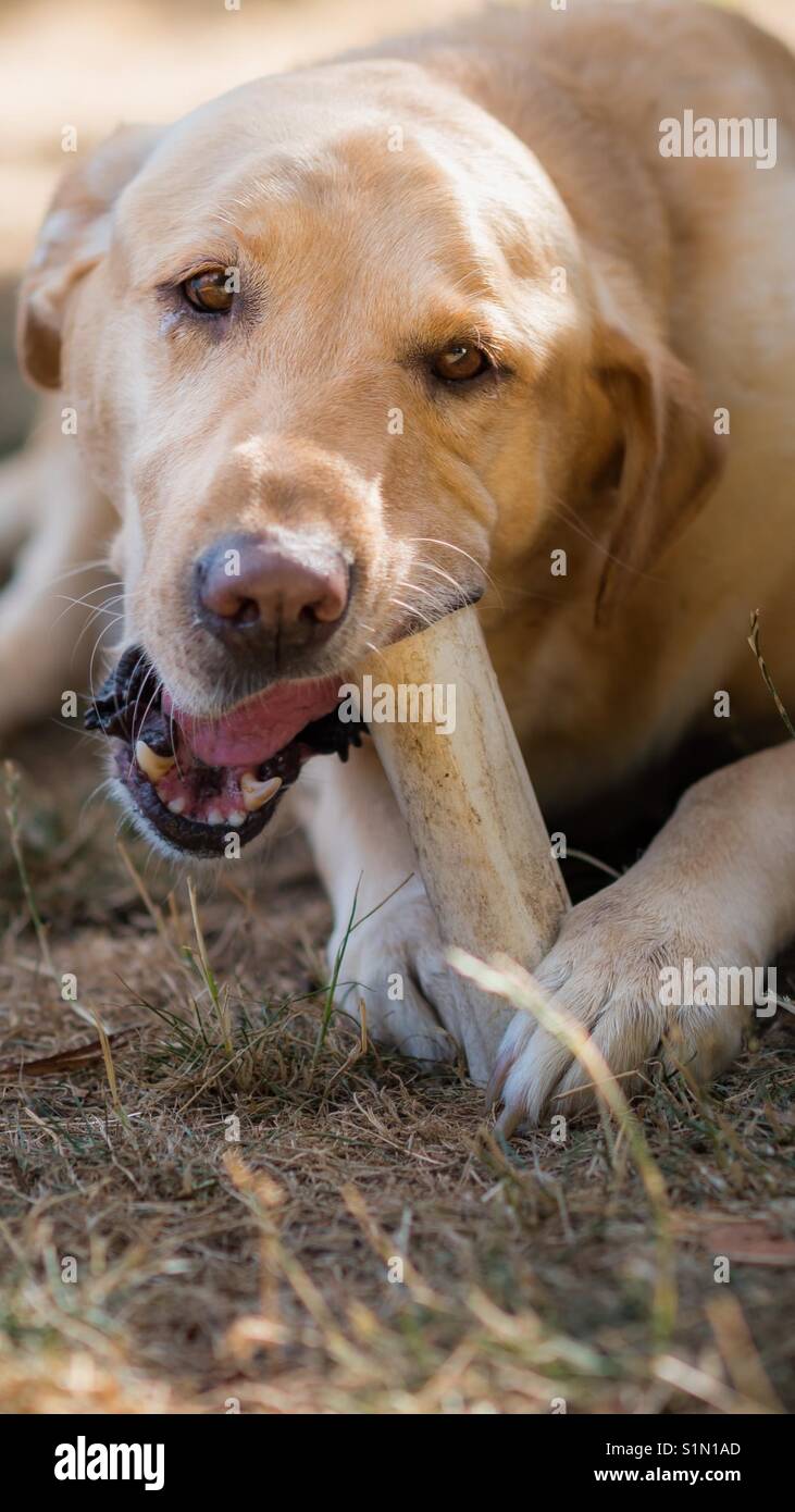 Labrador retriever dog sur l'os à mâcher Banque D'Images