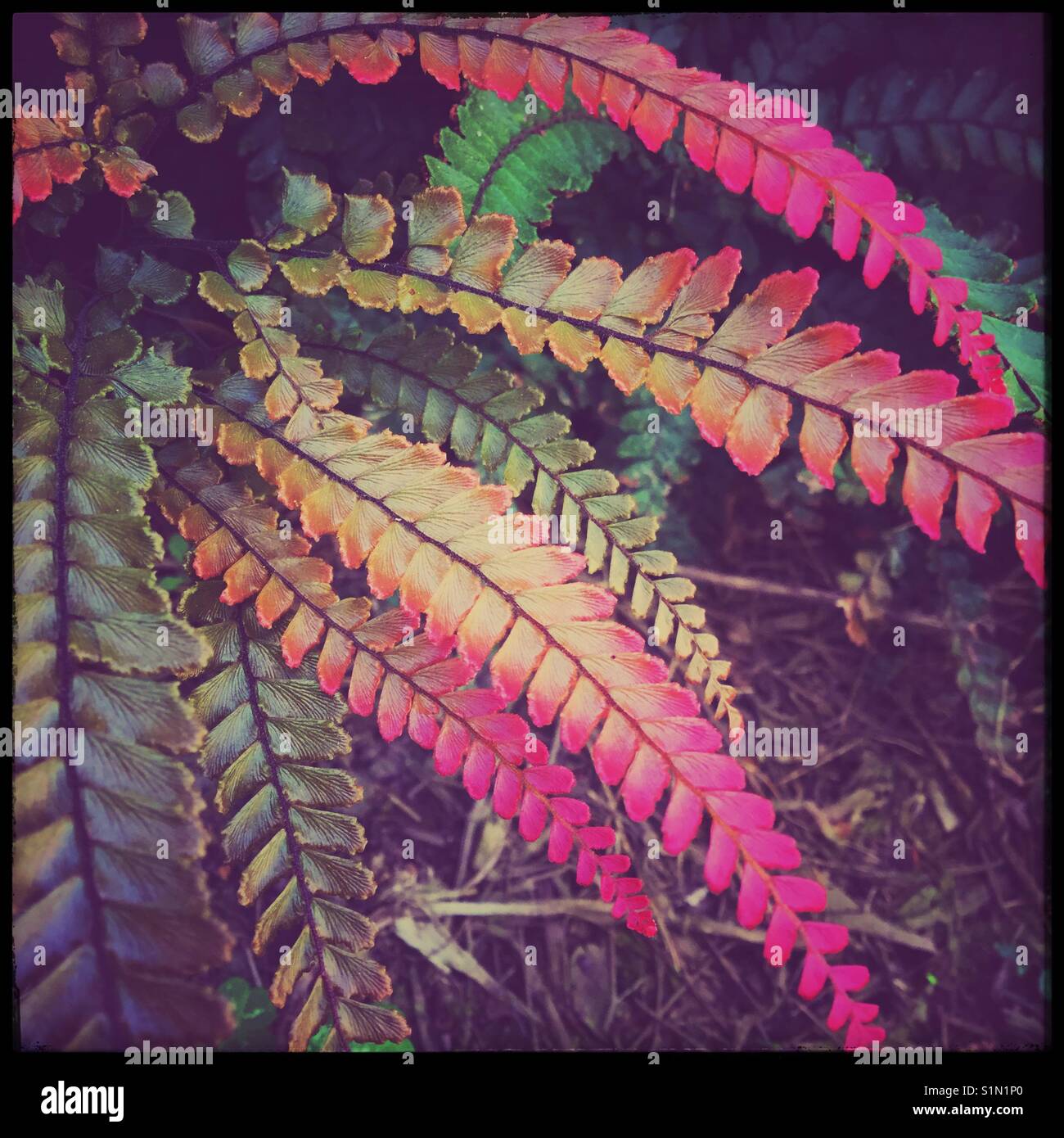 Des mélanges de natures 'feuilles aux couleurs multiples, l'iPhone photo avec filtres améliorés Banque D'Images