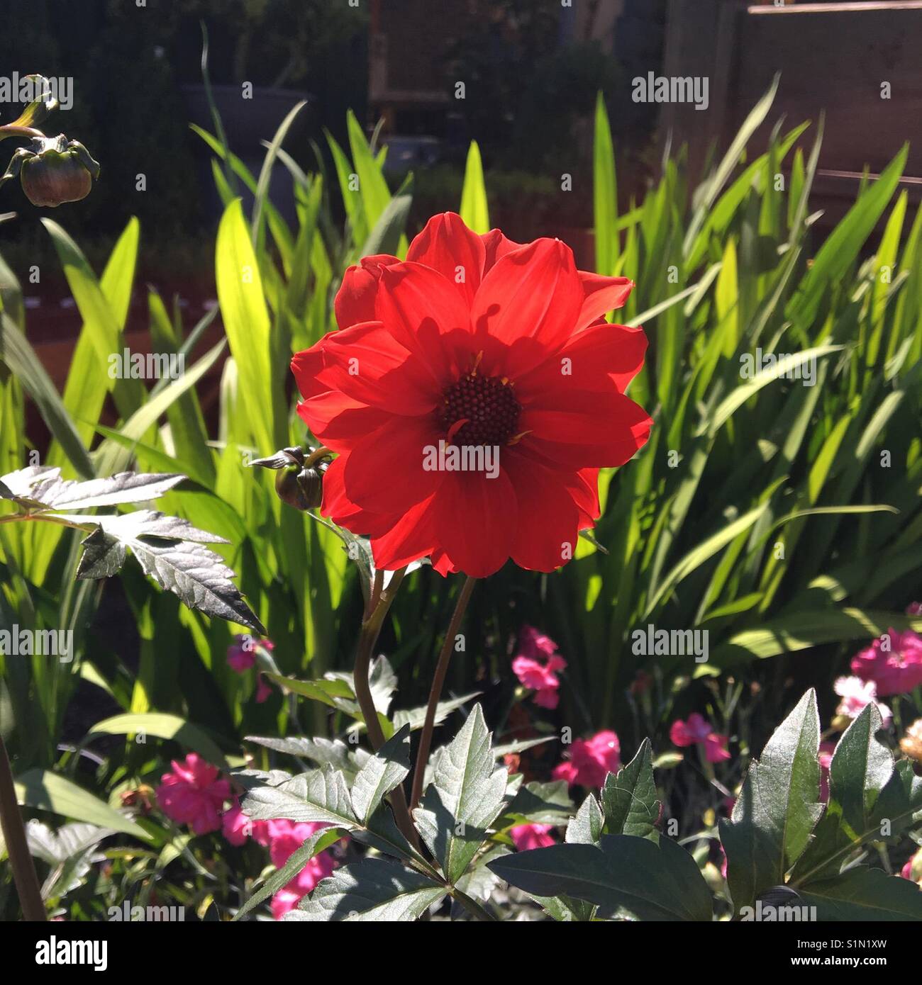 Fleur rouge - Image de stock capturée avec un smartphone