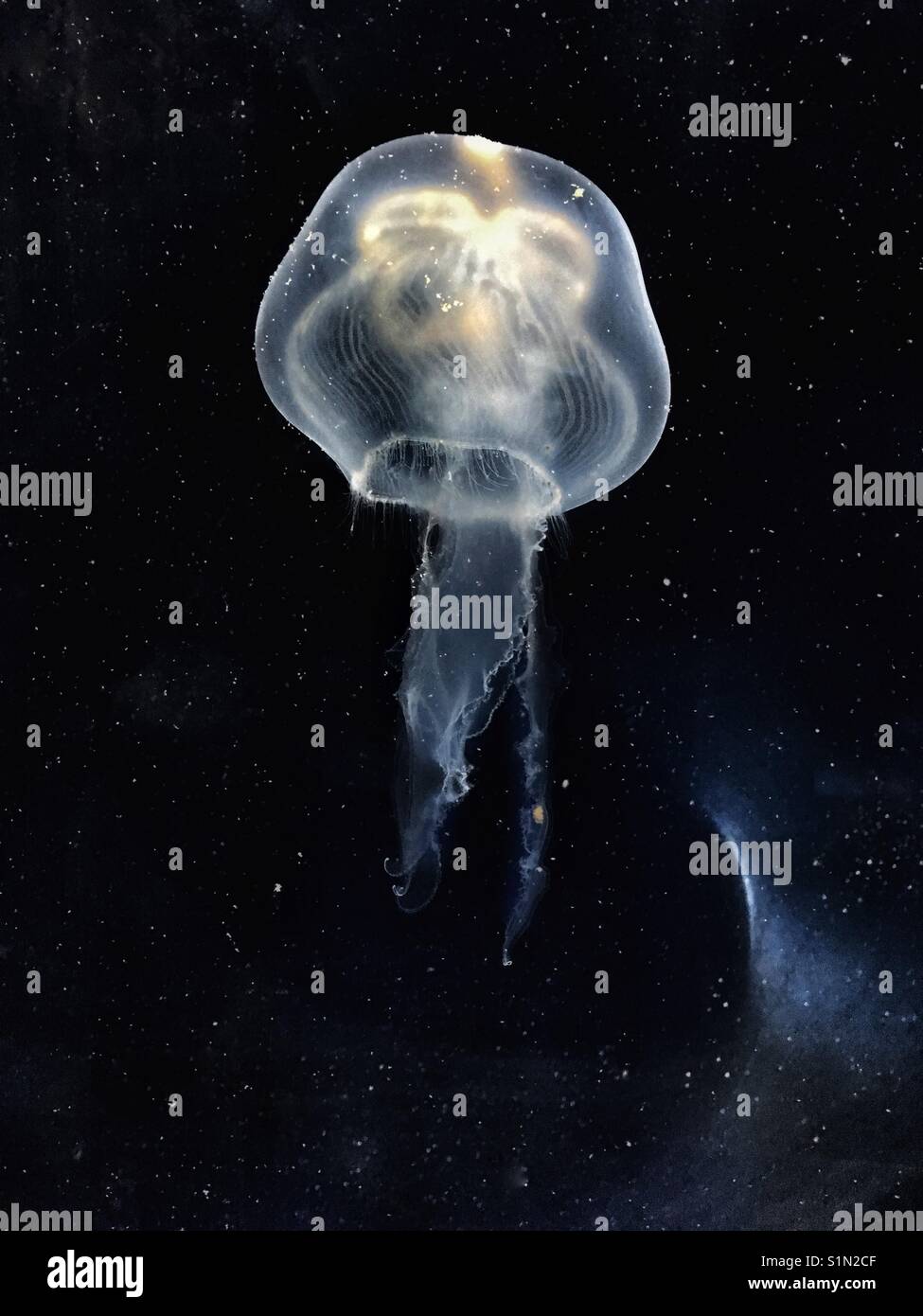 Moon jelly fish contre l'espace comme contexte Banque D'Images