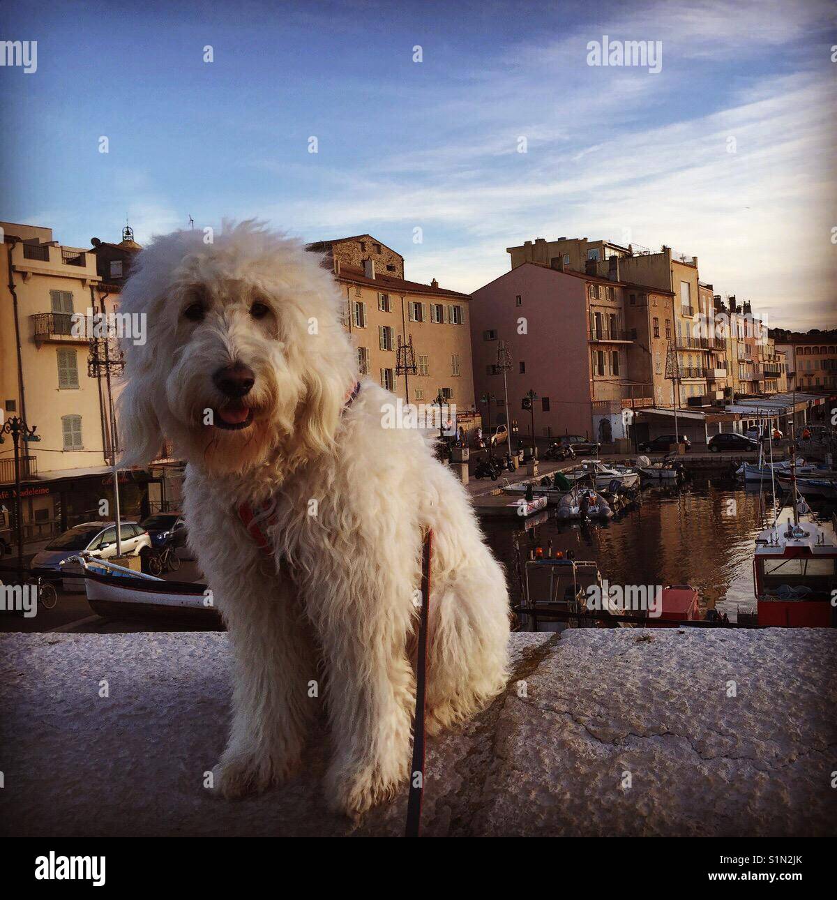 Saint Tropez port avec voiliers et bateaux à voile et de white dog goldendoodle dans le sud de la France, la Côte d'Azur, Provence Banque D'Images