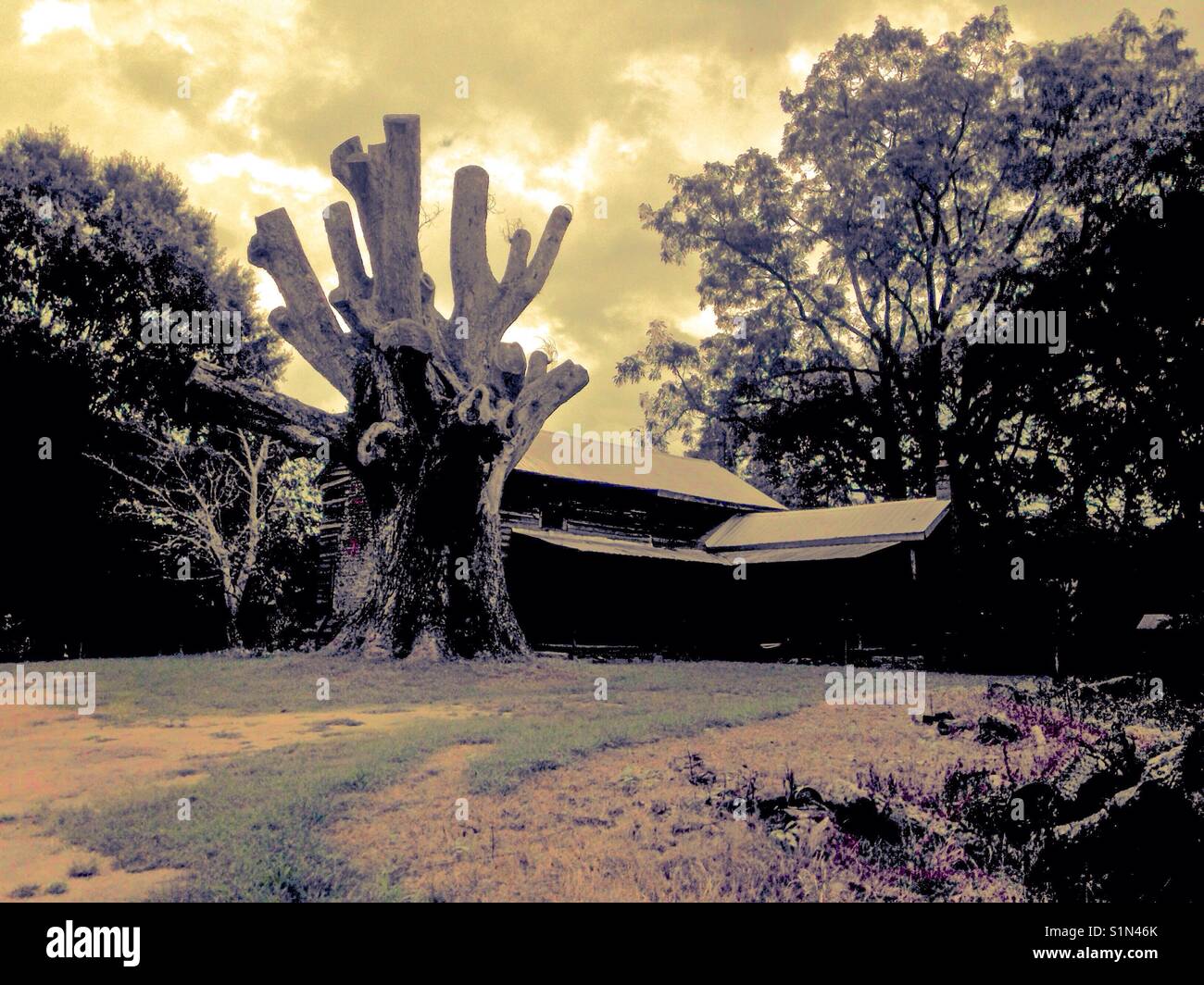 Stark photo d'arbre le plus ancien de Rowan Comté - Image de stock capturée avec un smartphone