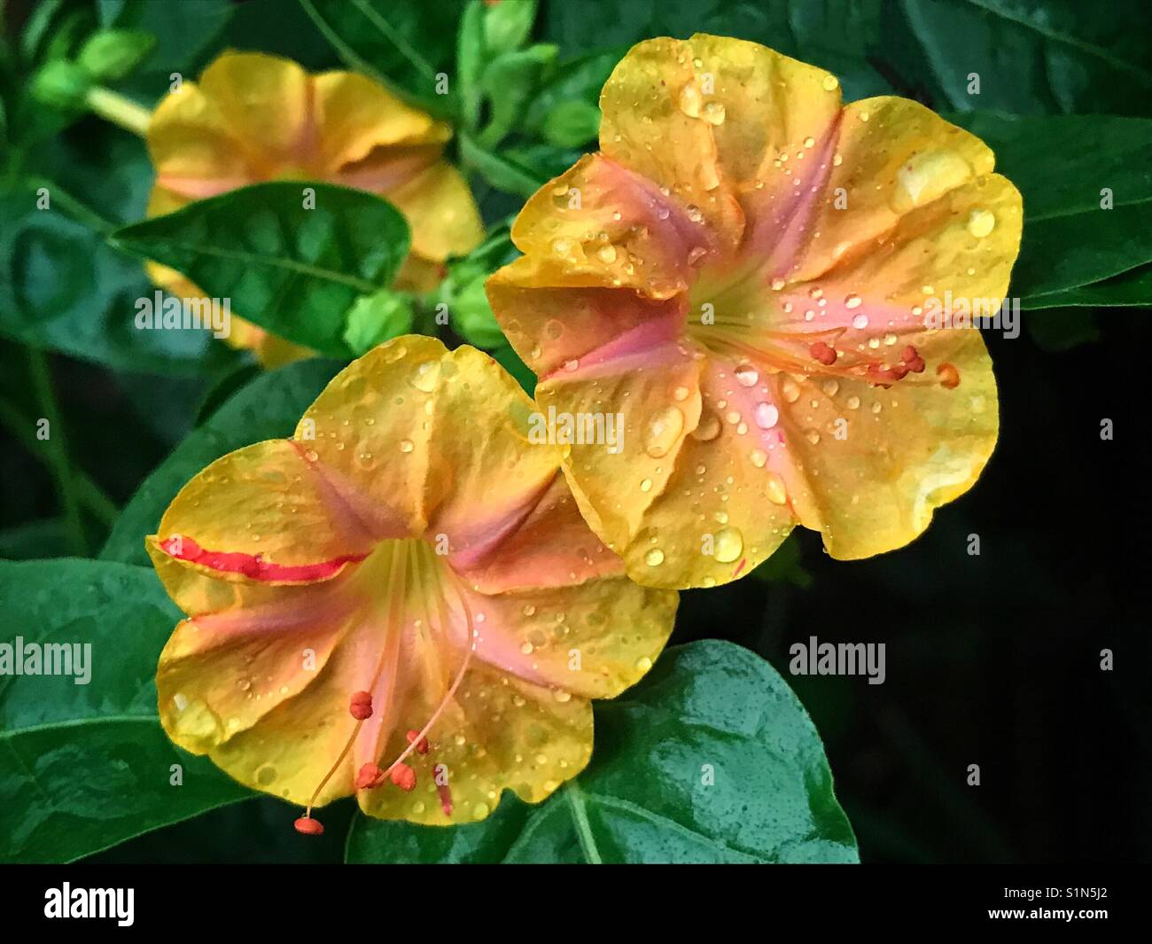 4 heures fleurs couvertes de gouttes de pluie, Mirabilis jalapa Banque D'Images