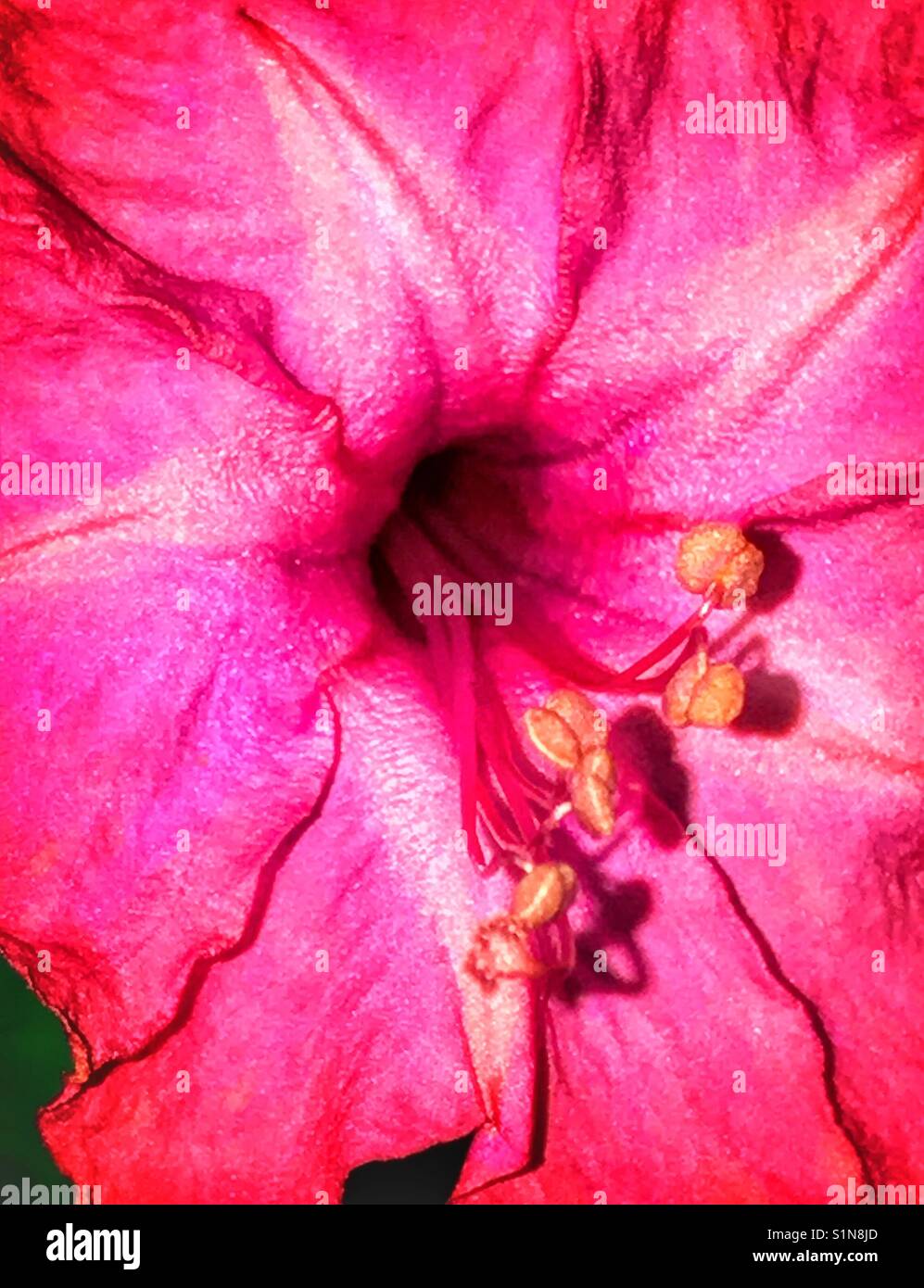 Chaud rose 4 heures macro fleurs, mirabilis jalapa Banque D'Images