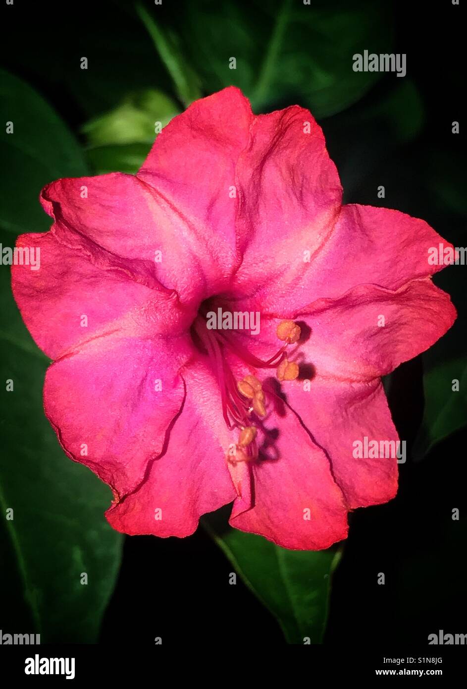 Four o'clock rose flower close up, mirabilis jalapa Banque D'Images