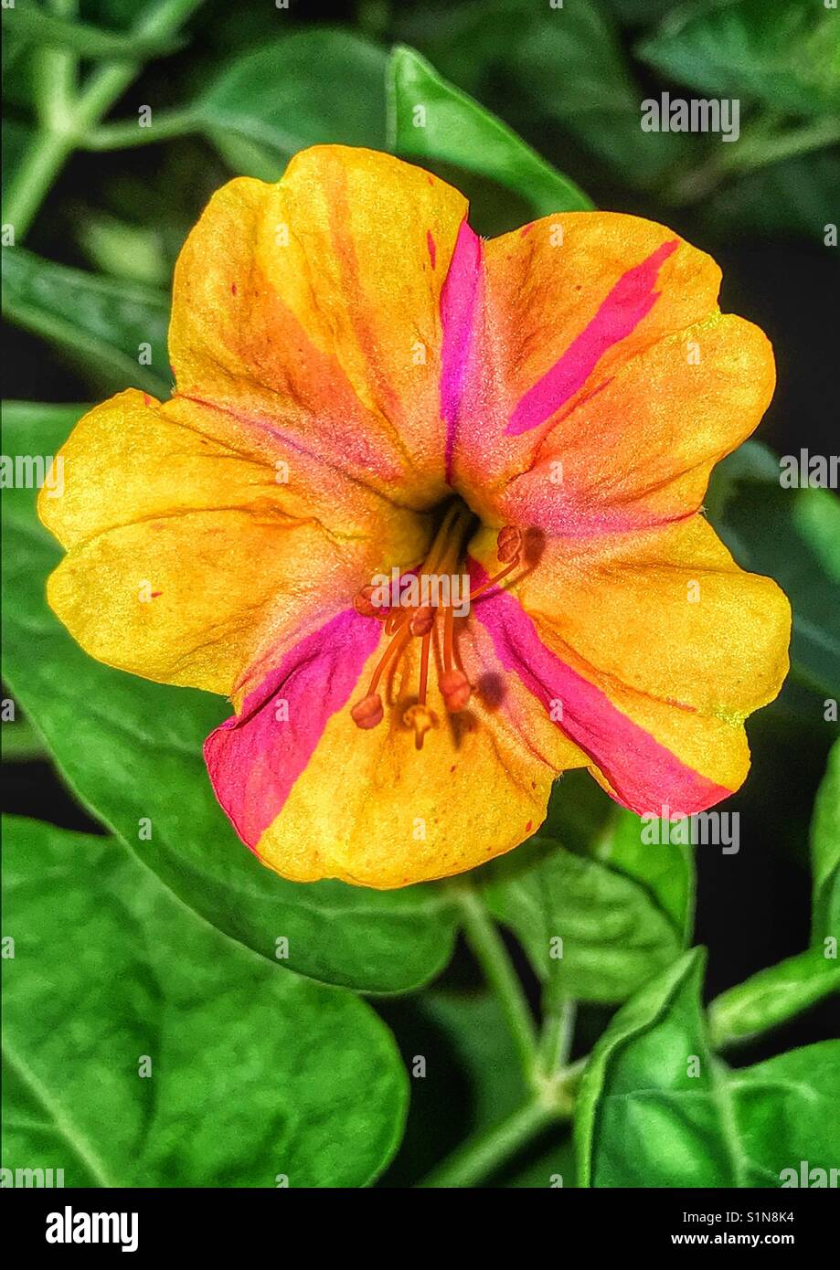 Rayé jaune et rose 4 heures fleur, mirabilis jalapa Banque D'Images
