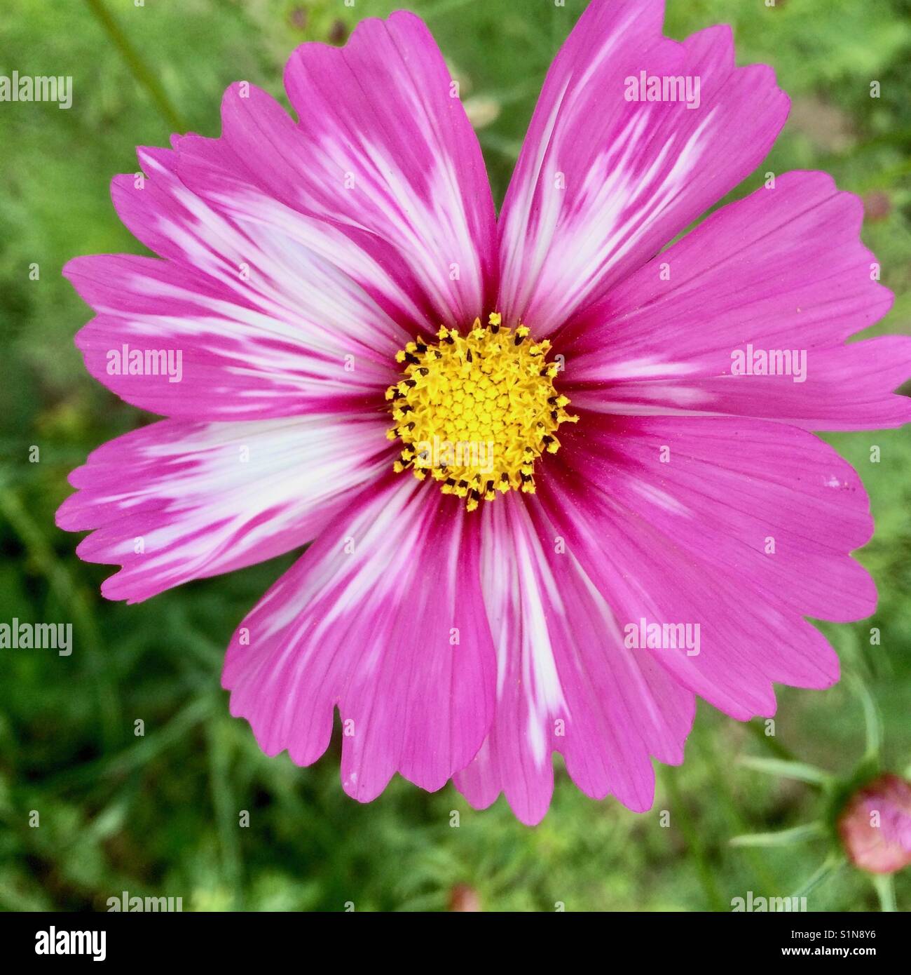 Cosmos rose fleur avec bandes blanches Banque D'Images
