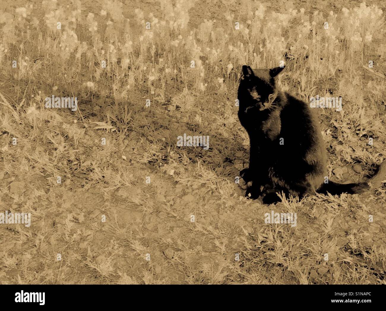 Chat noir siège avec ombre portée sur le champ de la Caroline du Nord, noir et blanc Banque D'Images