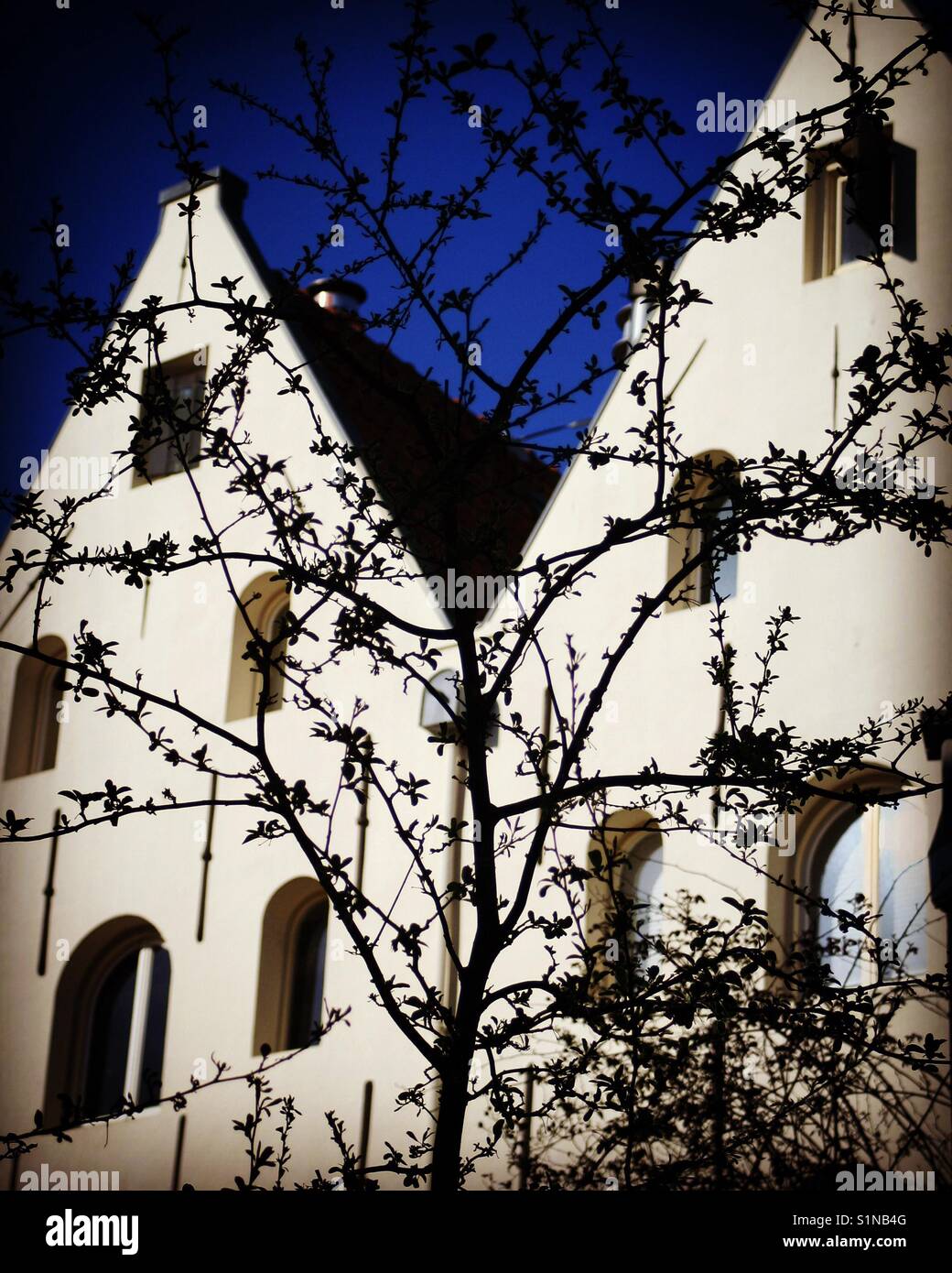 Lits maisons à Amsterdam avec la silhouette d'un arbre - Image de stock capturée avec un smartphone