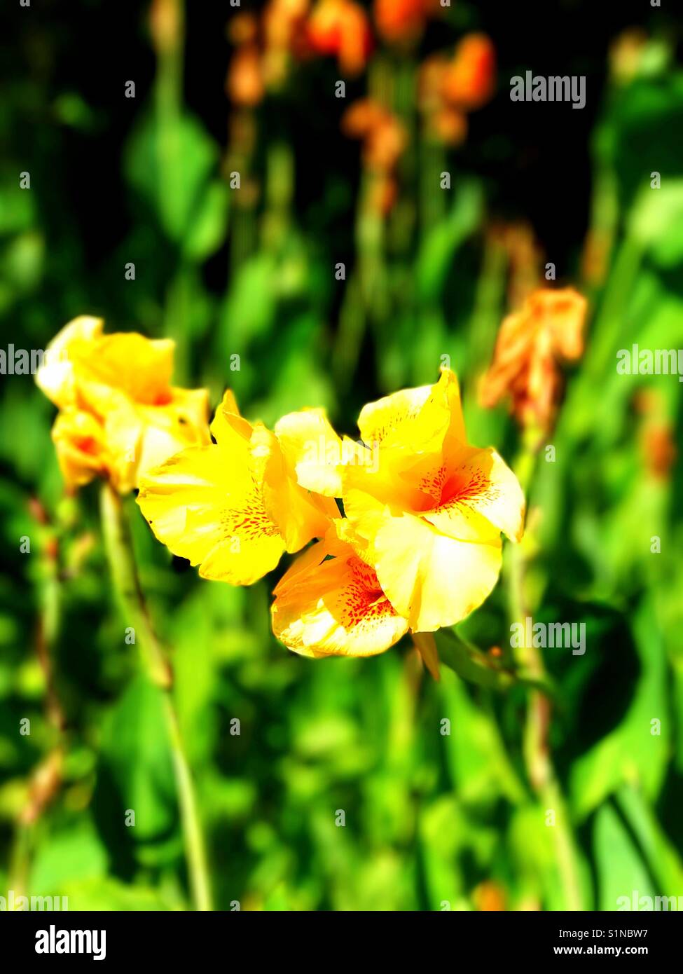 fleur jaune Banque D'Images