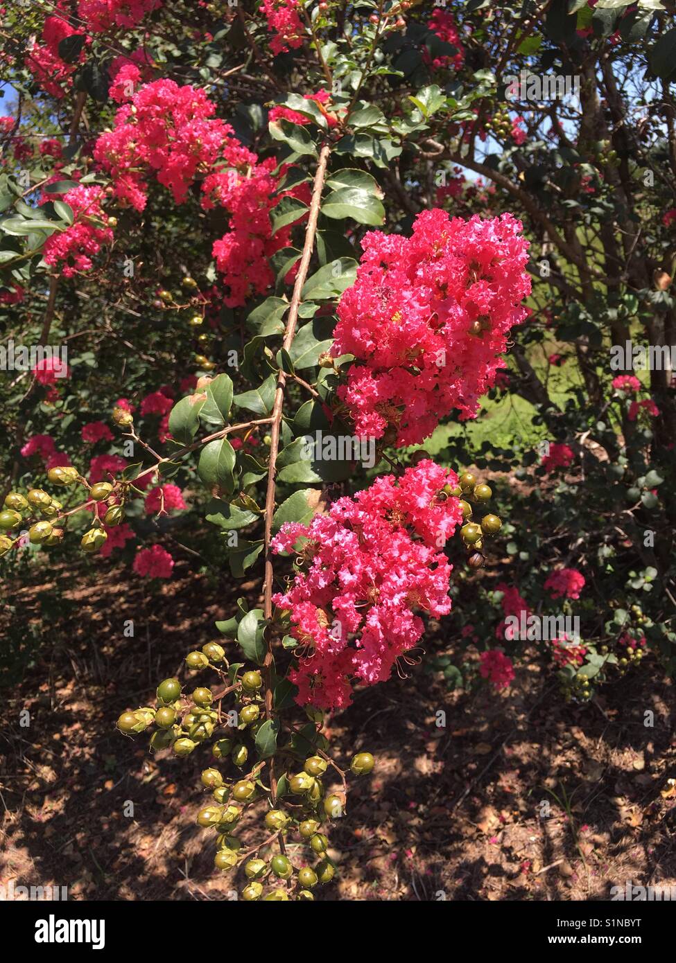 Les plantes à fleurs Banque D'Images