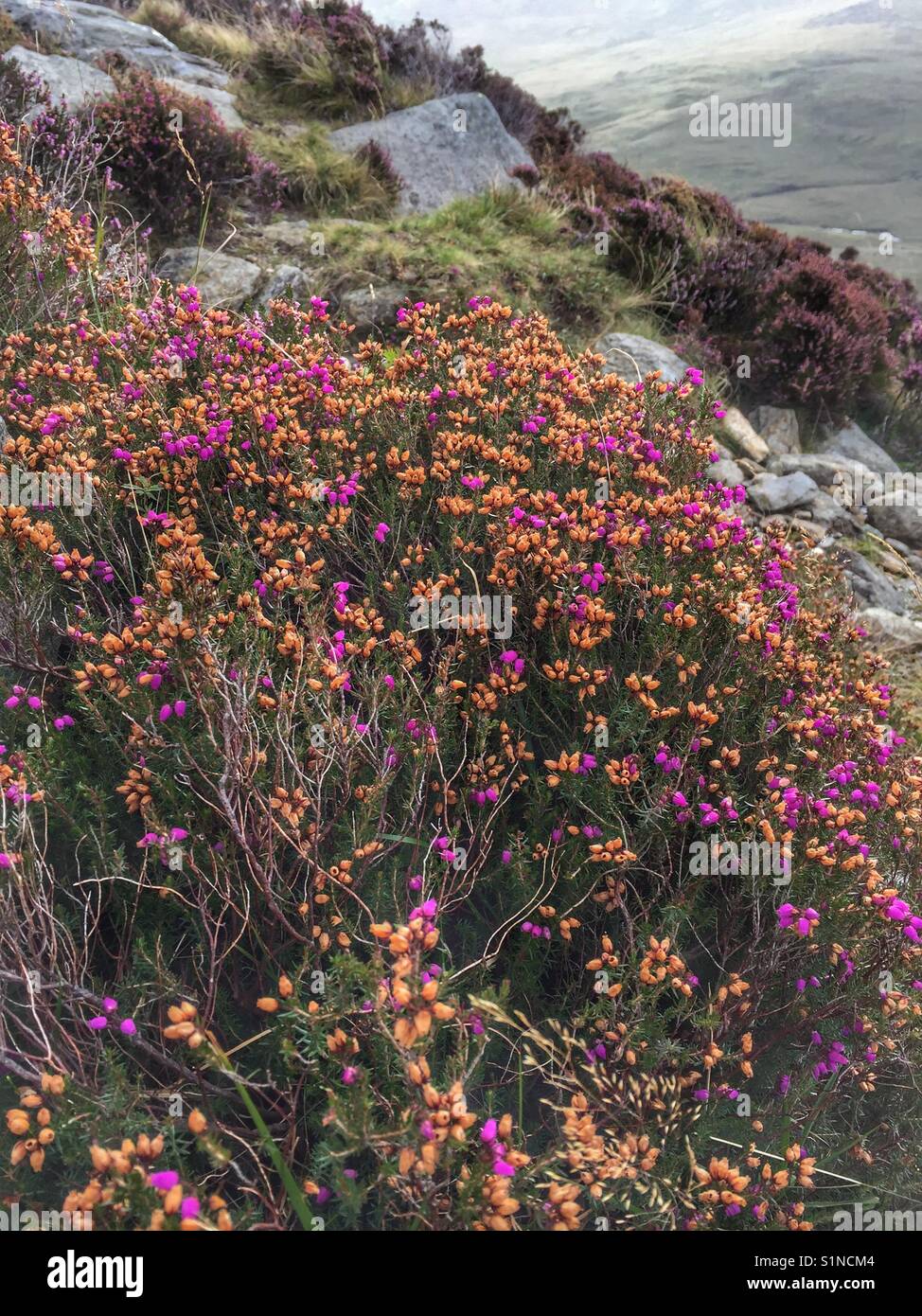Fleurs violet et orange sur le côté de la montagne dans le parc national de Snowdonia. Banque D'Images
