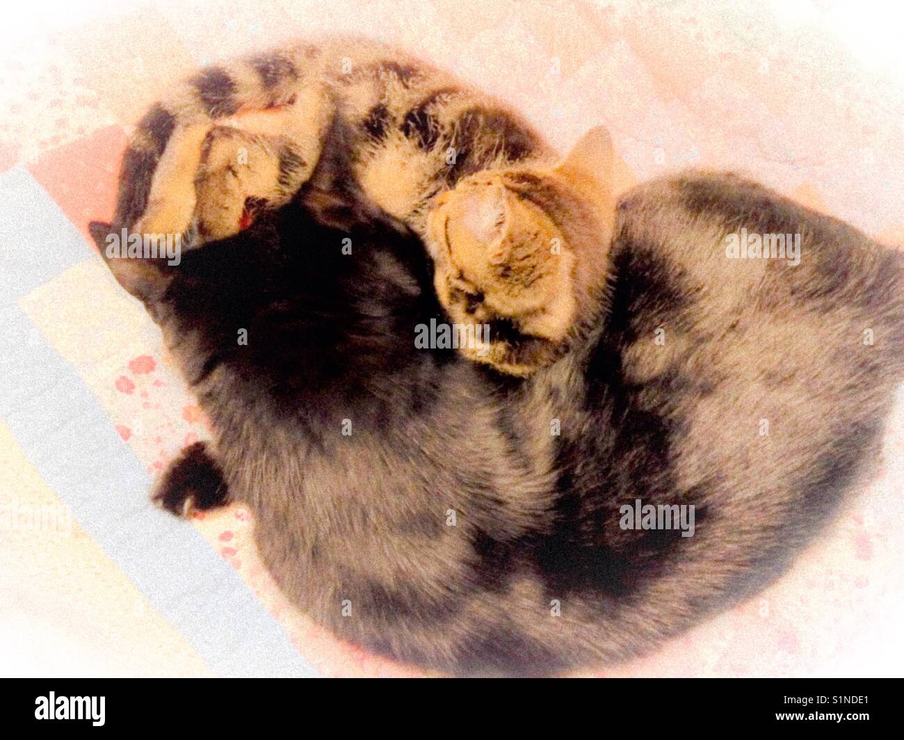 Booger et augie- 17 ans grand-mère noir et chat chaton orphelin tabbie amitié improbable de grève Banque D'Images