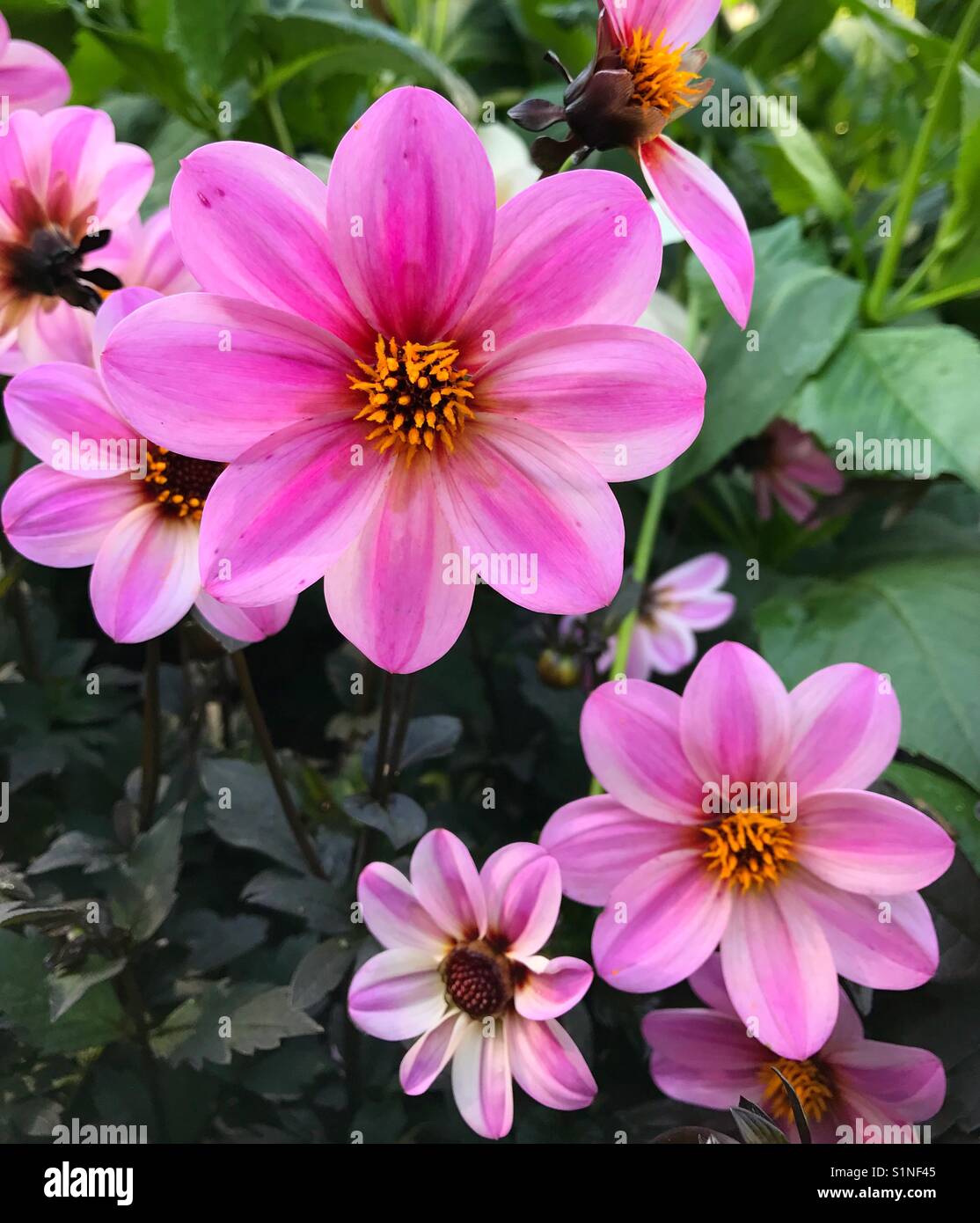 Jolies fleurs roses - Image de stock capturée avec un smartphone