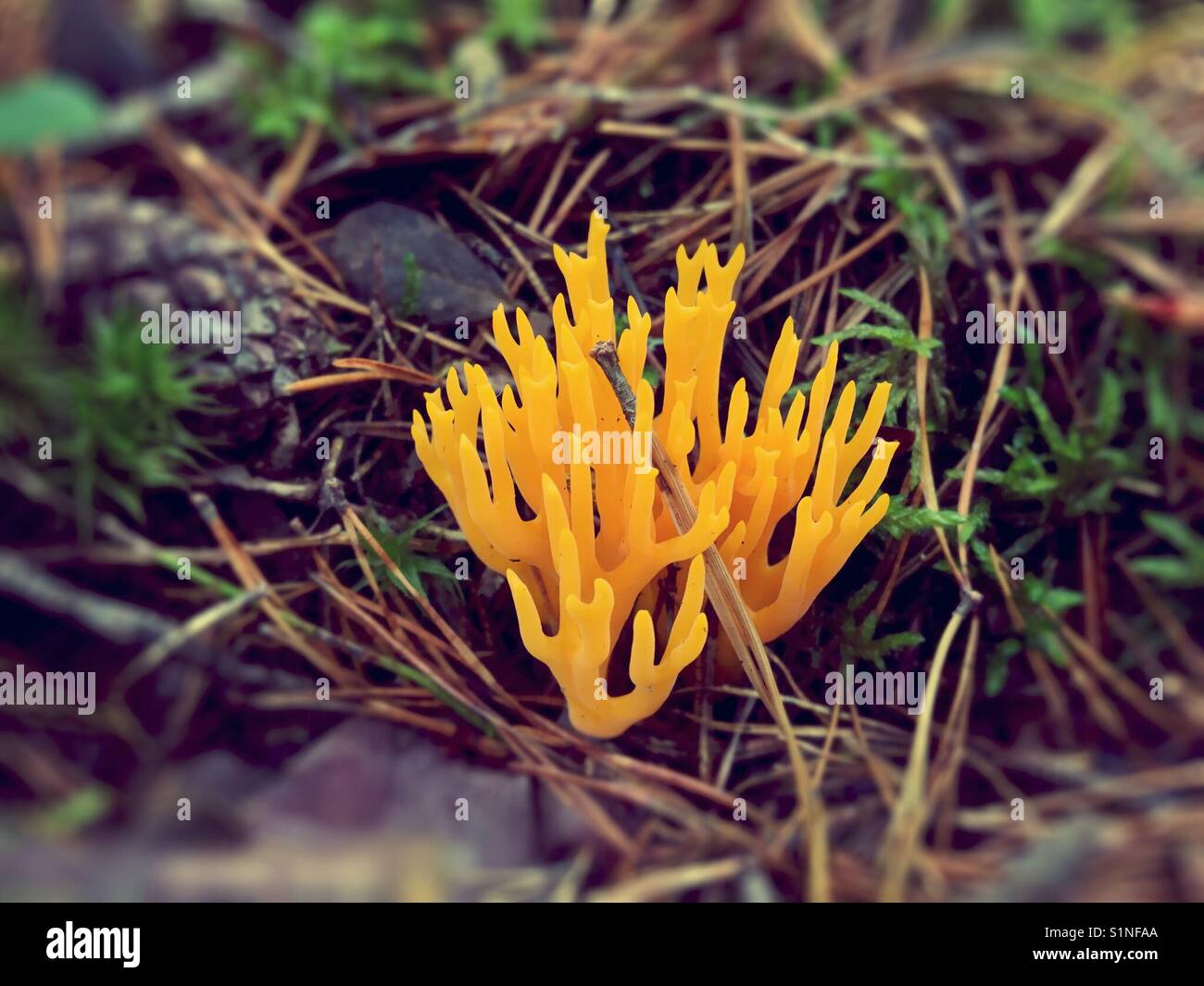 Clavarioid champignon jaune Corail en forêt suédoise Banque D'Images