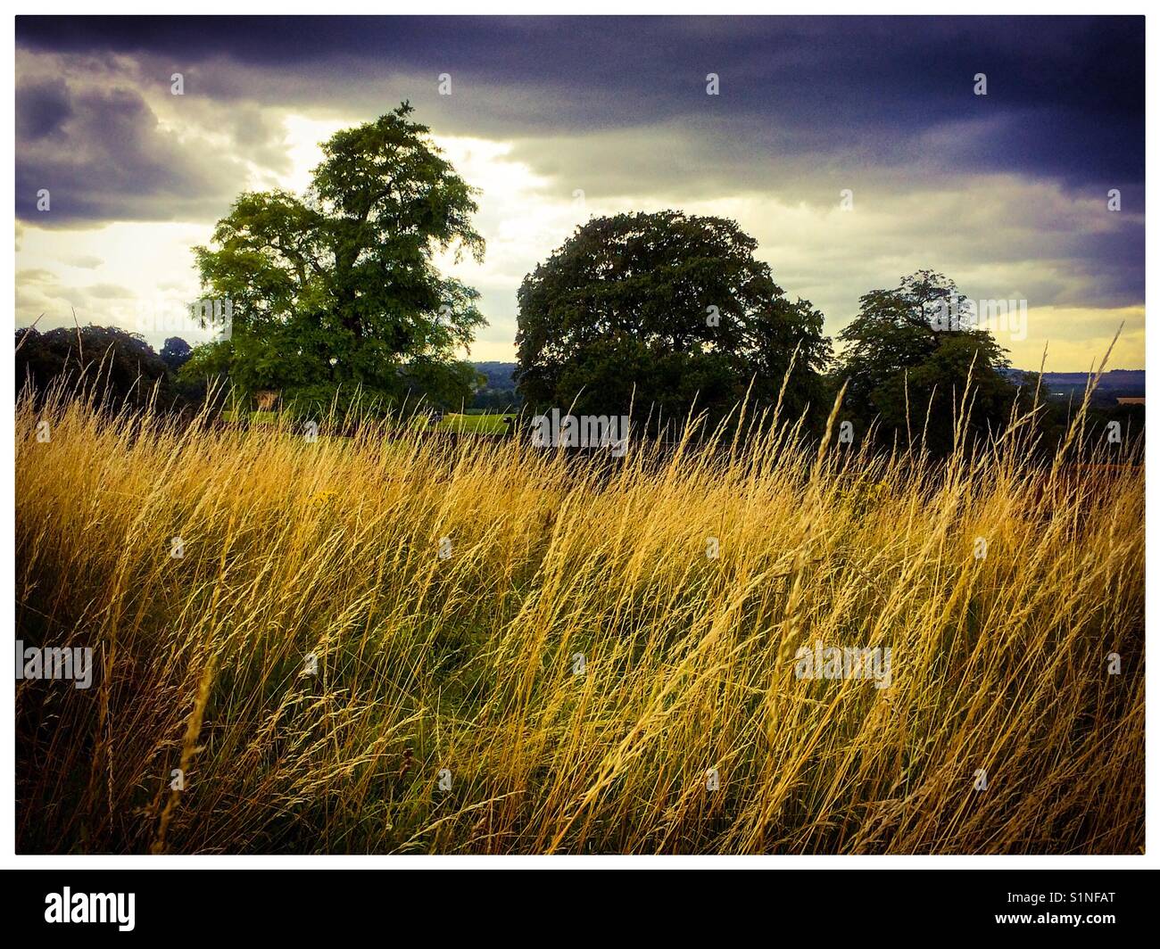 Paysage avec des arbres et ciel d'orage et de l'herbe en premier plan Banque D'Images