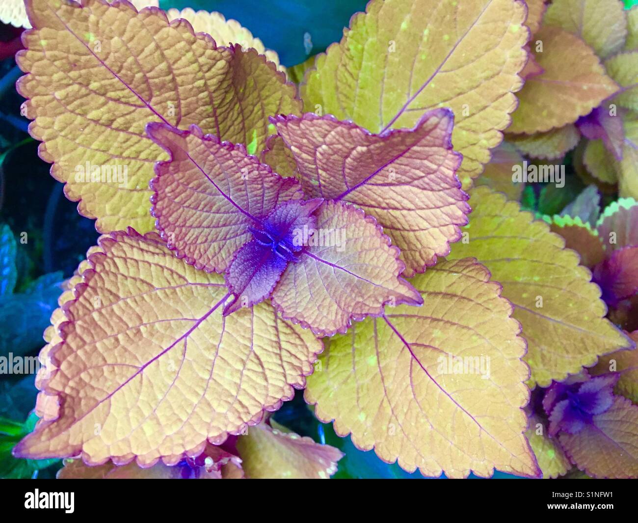 Plante colorée en violet et vert - Image de stock capturée avec un smartphone