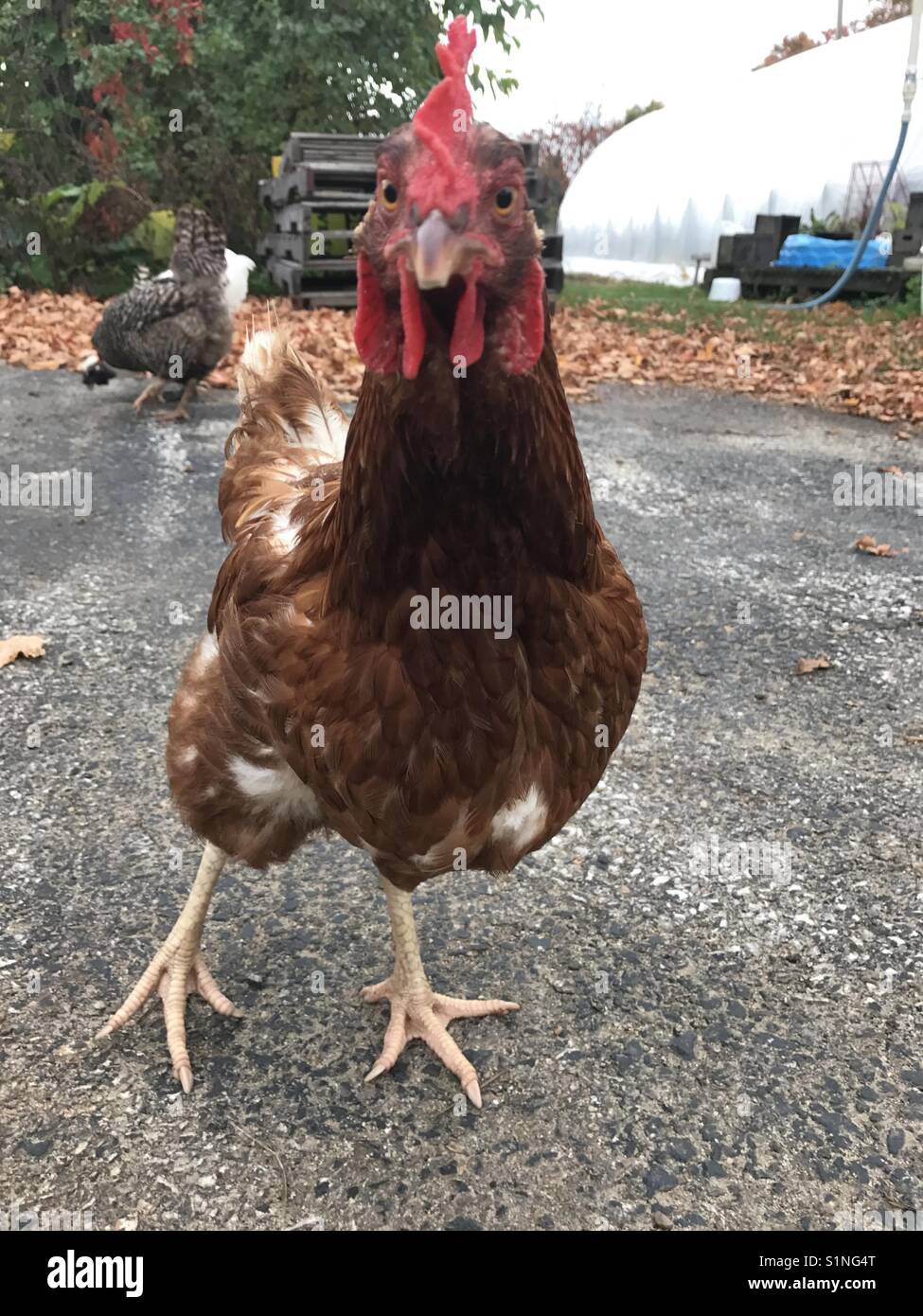 Un un coq à l'apple orchard semble surpris. Banque D'Images