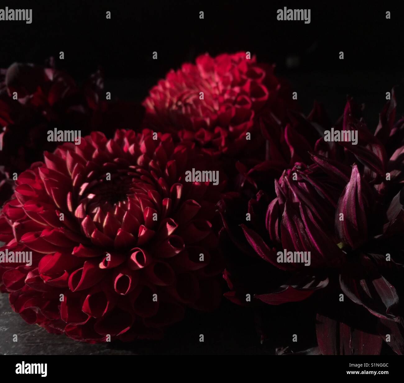 Collage fleurs rouges. Banque D'Images