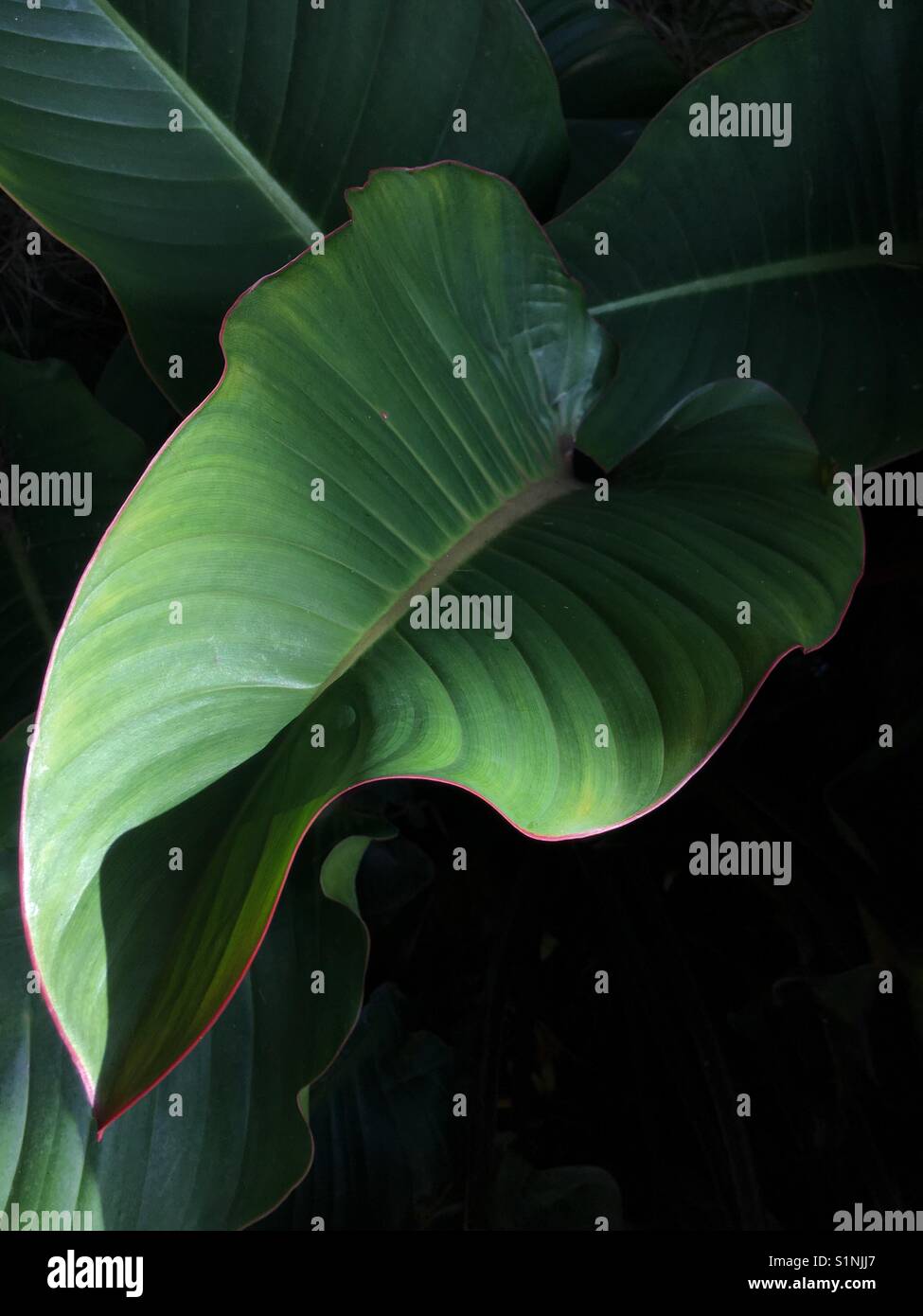 Belle grande feuille verte - Image de stock capturée avec un smartphone