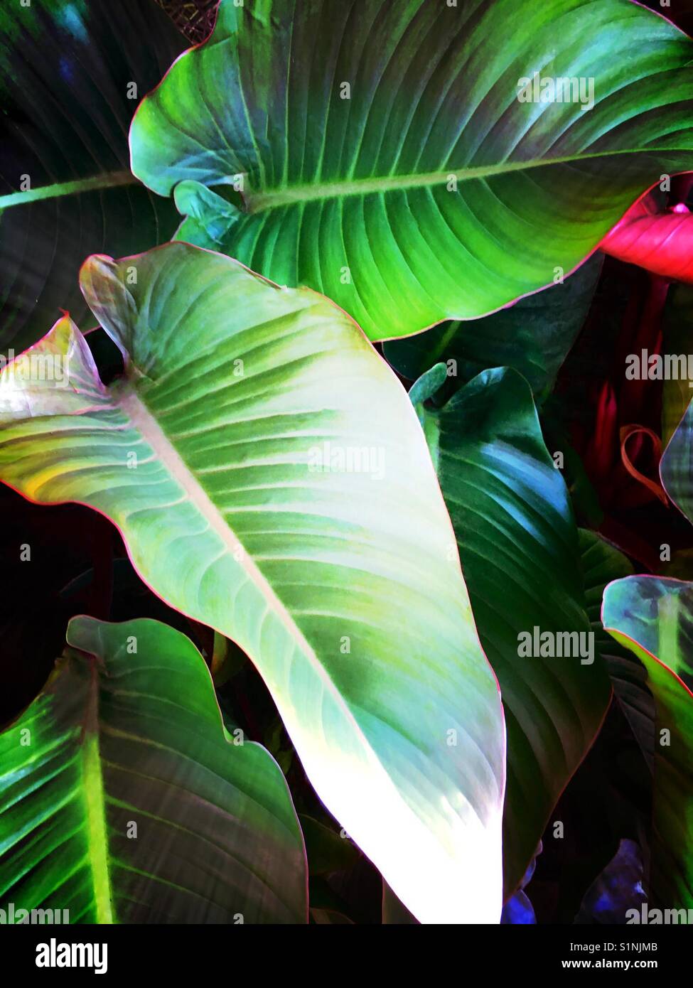 Grandes feuilles tropicales - Image de stock capturée avec un smartphone