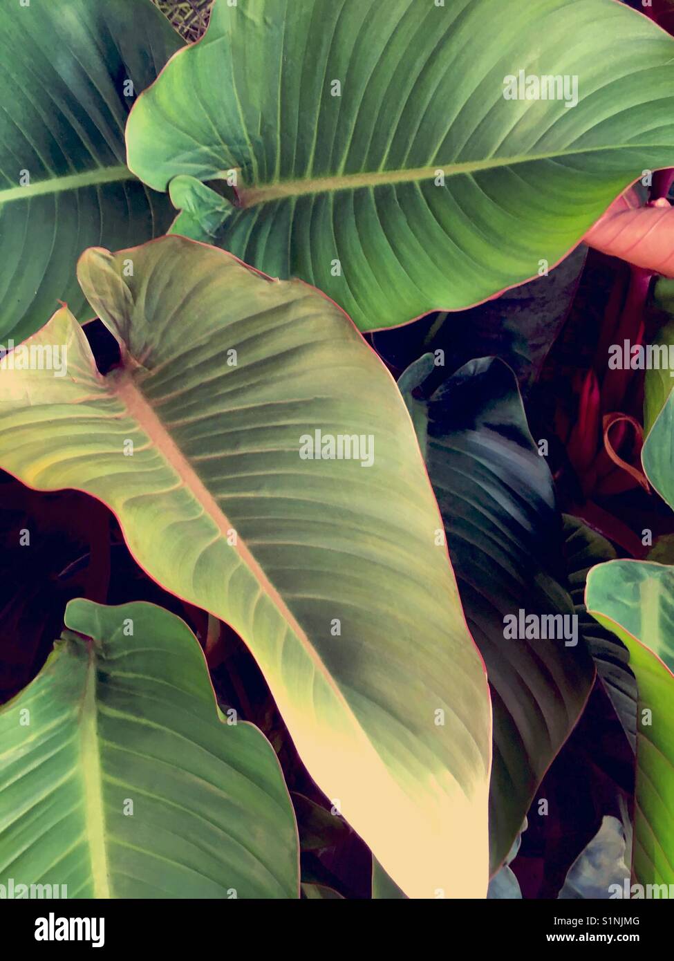 Grandes feuilles tropicales - Image de stock capturée avec un smartphone