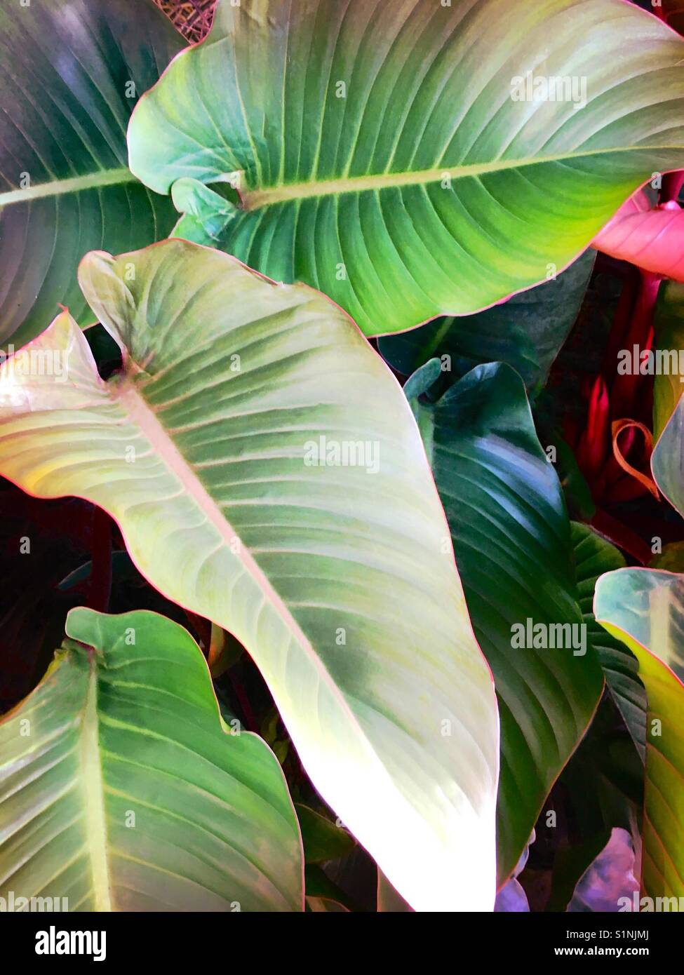 Grandes feuilles tropicales - Image de stock capturée avec un smartphone
