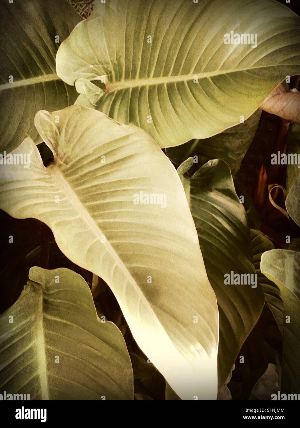 Grandes feuilles tropicales - Image de stock capturée avec un smartphone