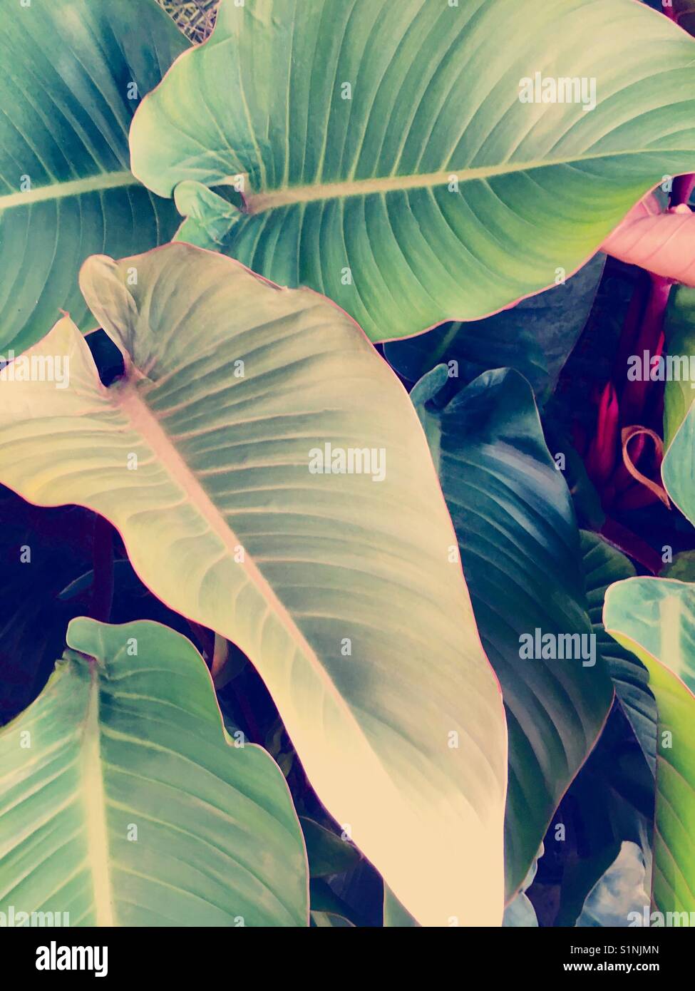 Grandes feuilles tropicales - Image de stock capturée avec un smartphone