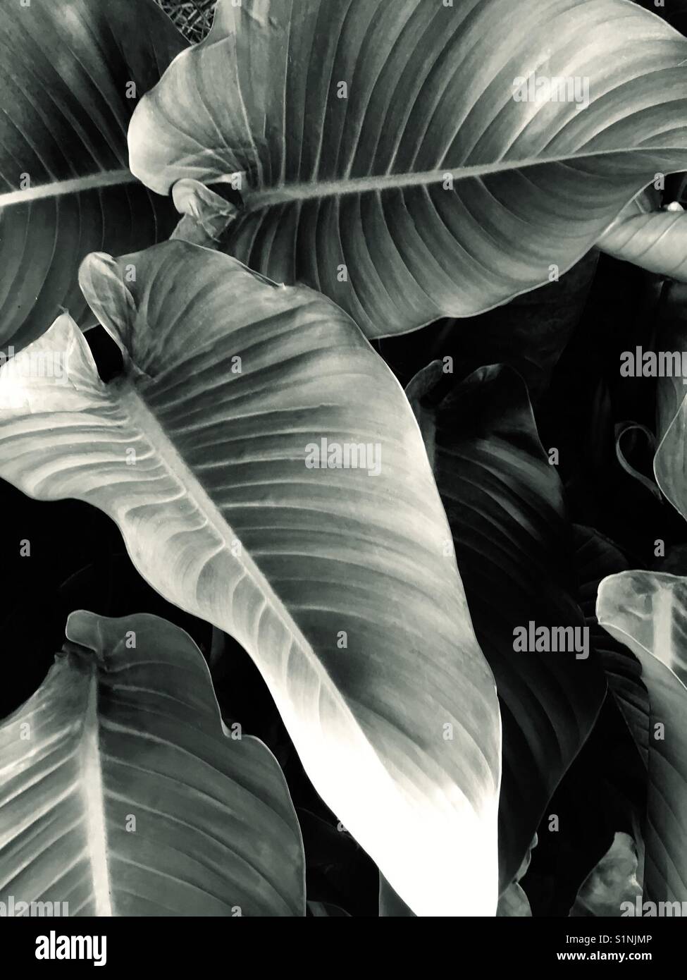 Grandes feuilles tropicales - Image de stock capturée avec un smartphone