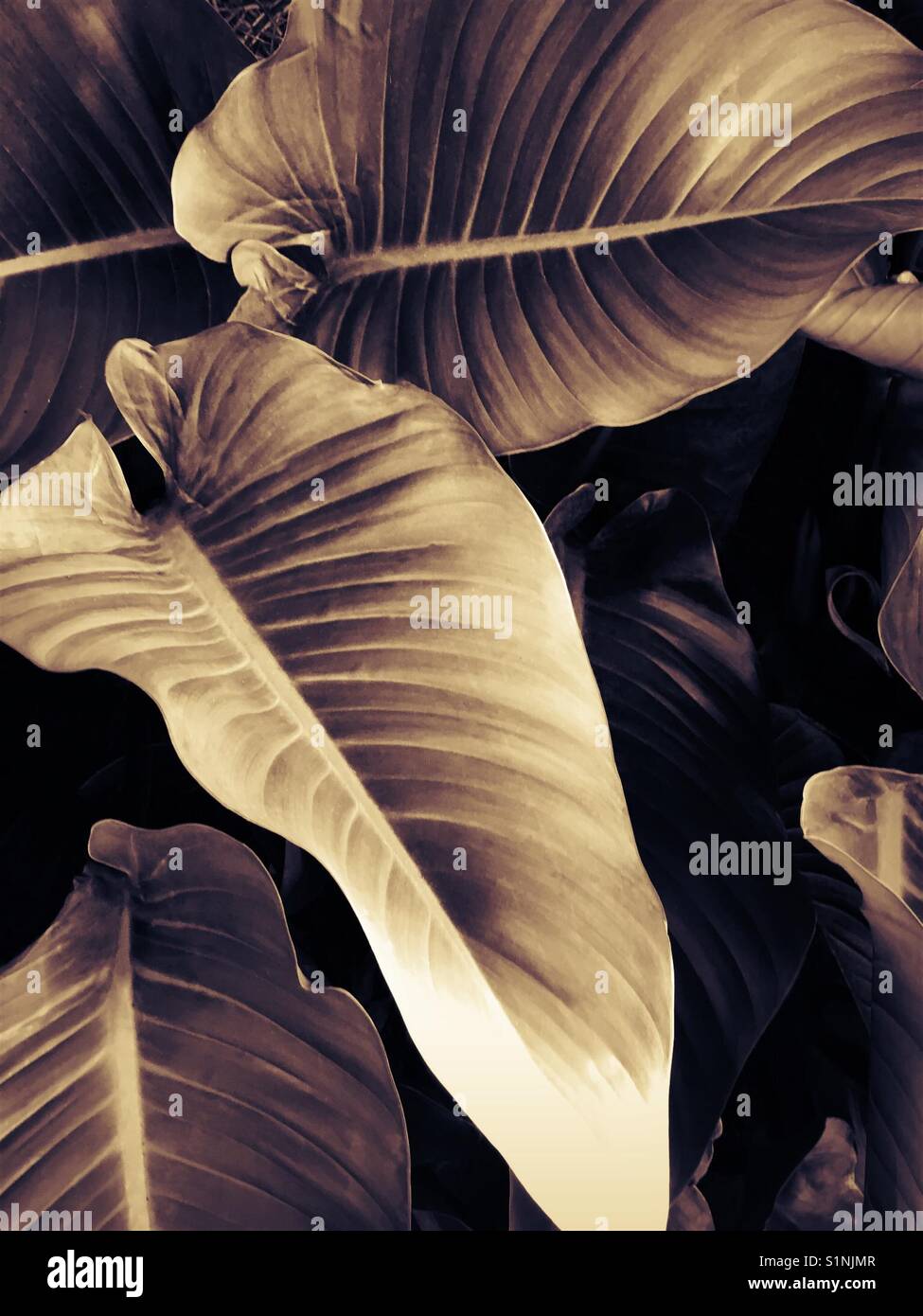 Grandes feuilles tropicales - Image de stock capturée avec un smartphone