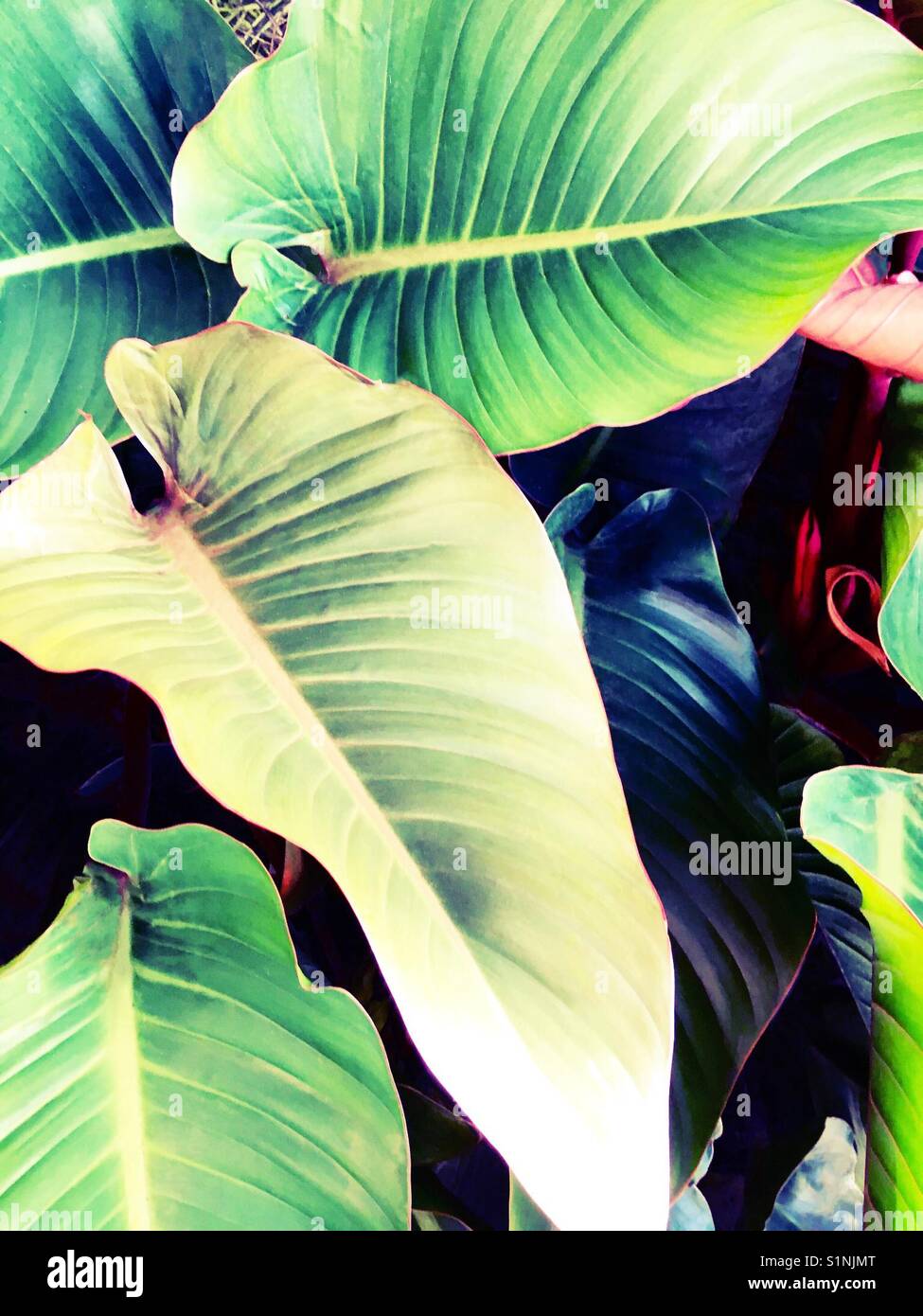 Grandes feuilles tropicales - Image de stock capturée avec un smartphone