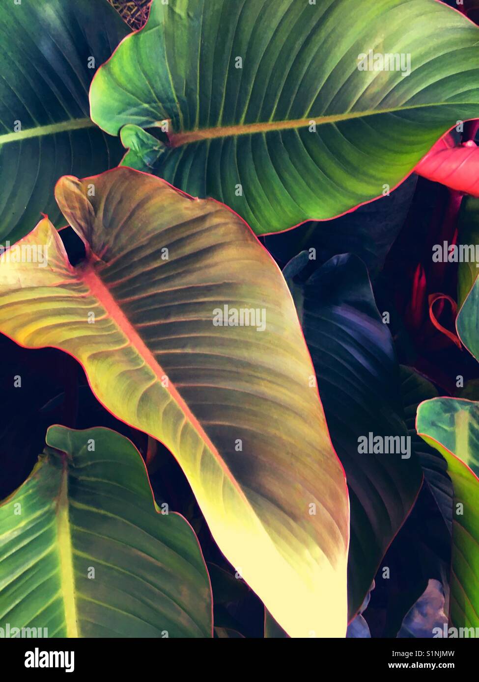 Grandes feuilles tropicales - Image de stock capturée avec un smartphone