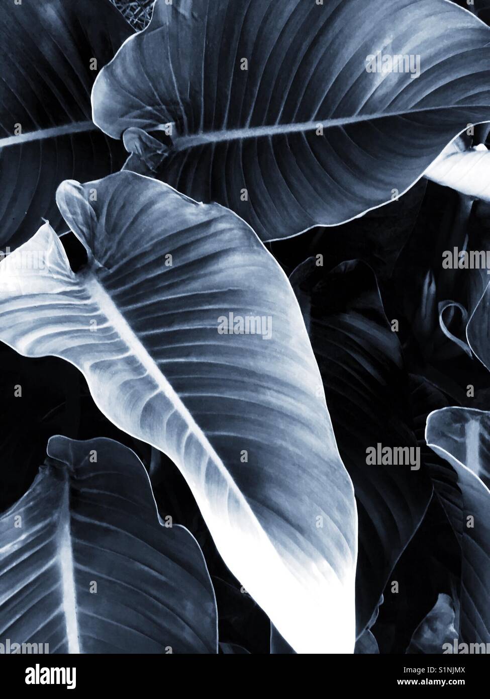 Grandes feuilles tropicales - Image de stock capturée avec un smartphone