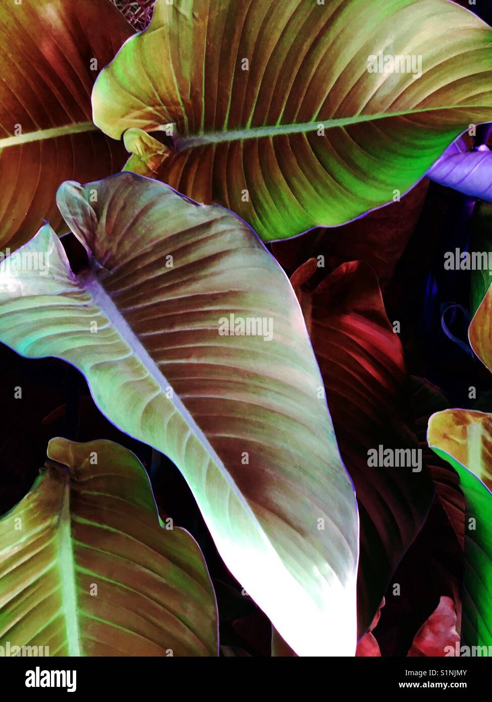 Grandes feuilles tropicales - Image de stock capturée avec un smartphone